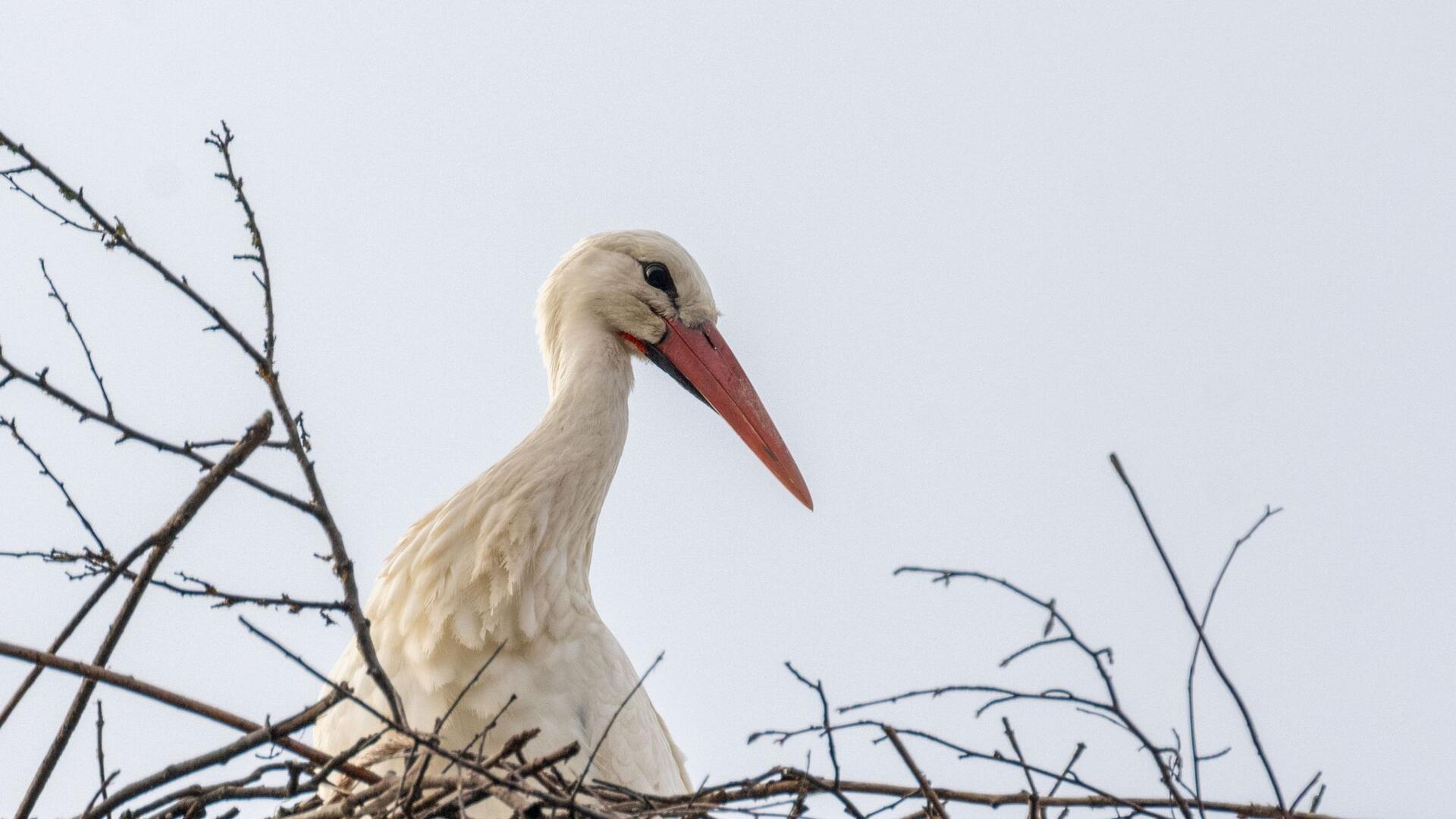 Alles im Blick: Ein Storch sitzt auf einem Horst in Untermerzbach und hält Ausschau. Die ersten Störche kehren aus ihren Winterquartieren zurück.