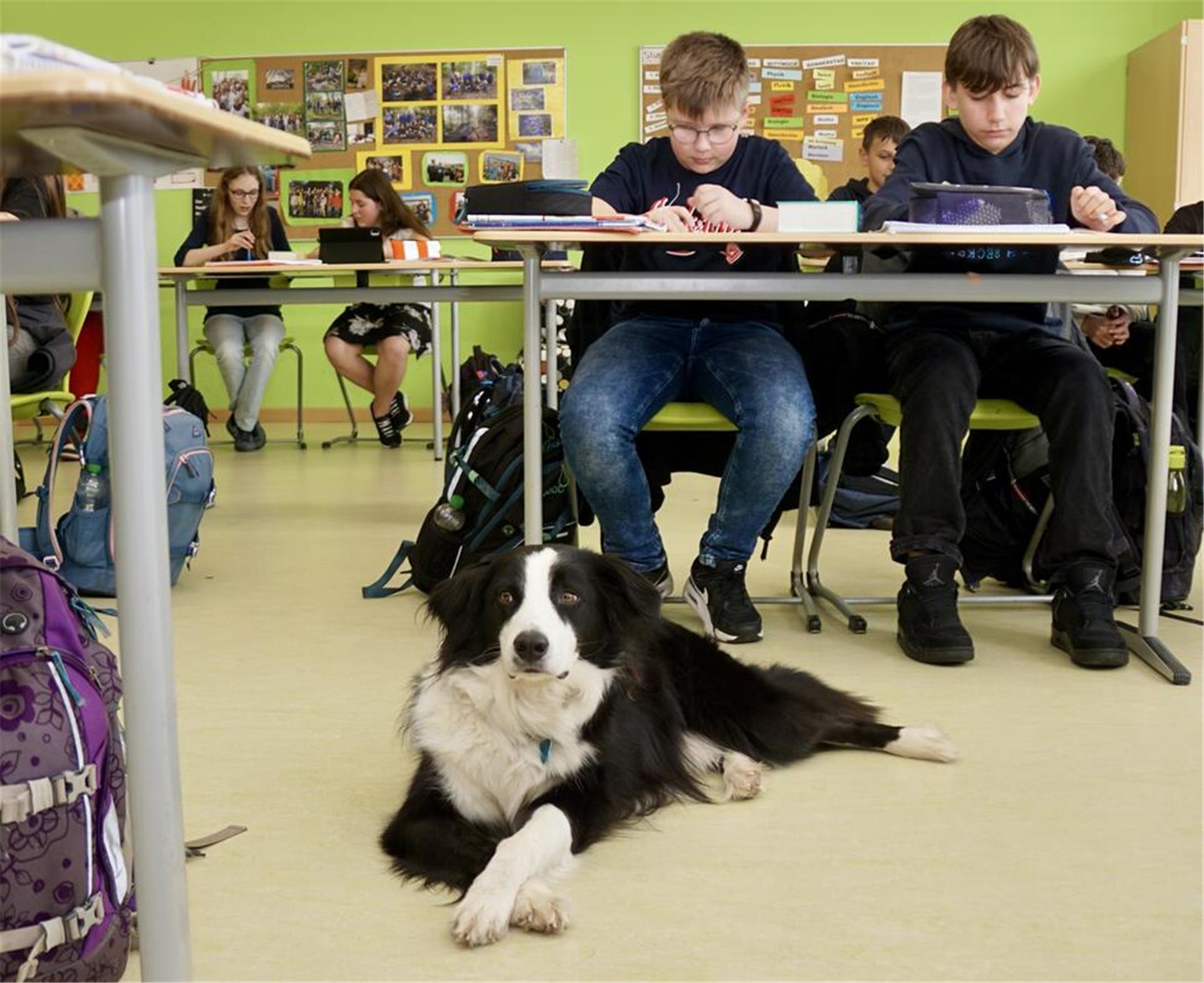 Alltag mit Schulhund: Seit Sommer 2023 ist Bo regelmäßig im Unterricht mit dabei. Die Schülerinnen und Schüler lernen seitdem konzentrierter und motivierter