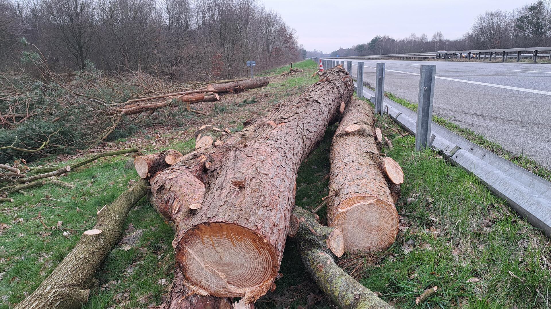 Am Montag, 26. Februar, begannen die Baumfällarbeiten an der Autobahn 27. 