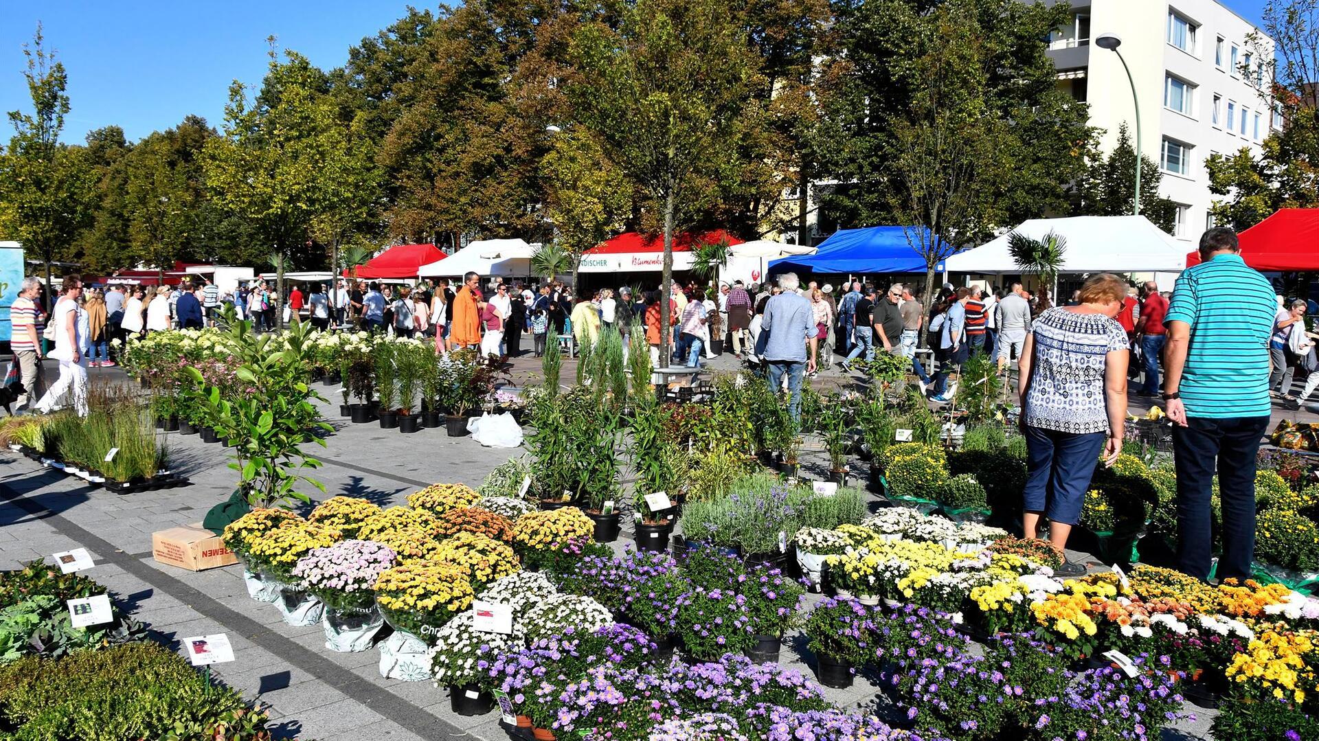 Herbstmarkt Blumen Pflanzen