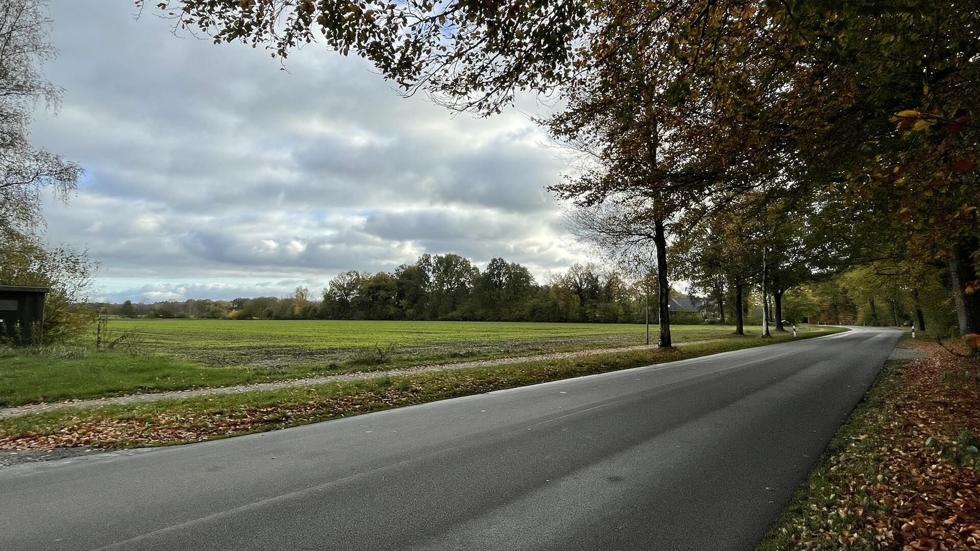 Freie Grünfläche am Rande der Wollingster Straße