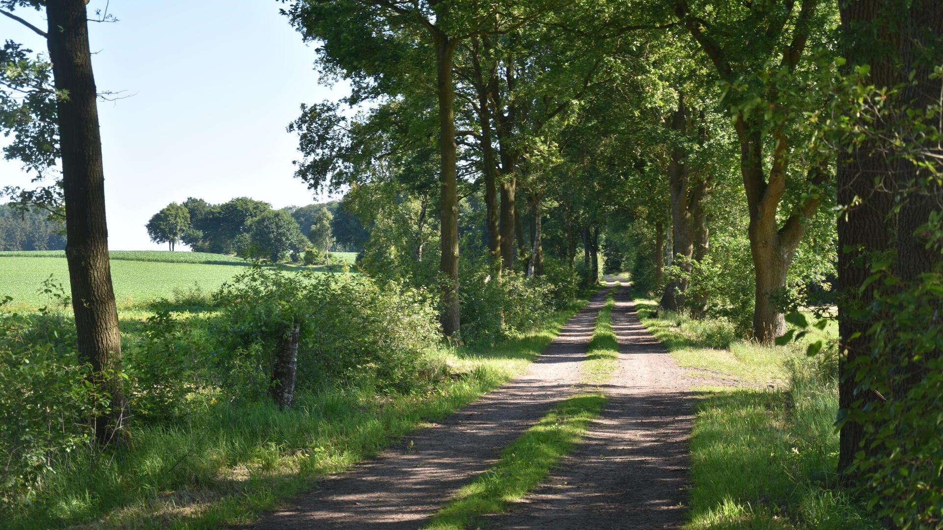 Das Foto zeigt den Feldweg, an dem im Winter 35 Bäume gefällt wurden. 