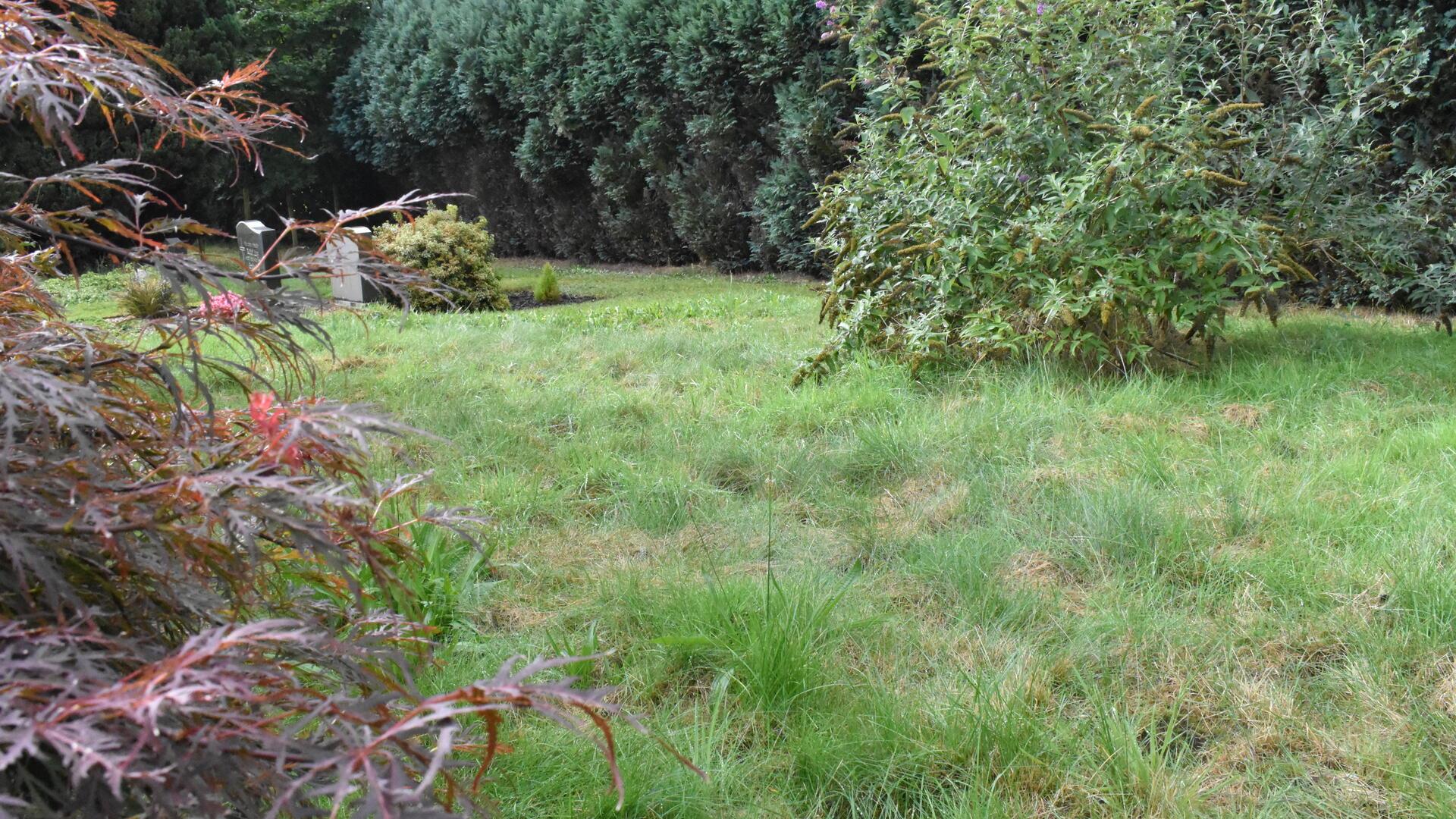 Eine kleine Wiese, Büsche, links Gräber und im Hintergrund eine Hecke.