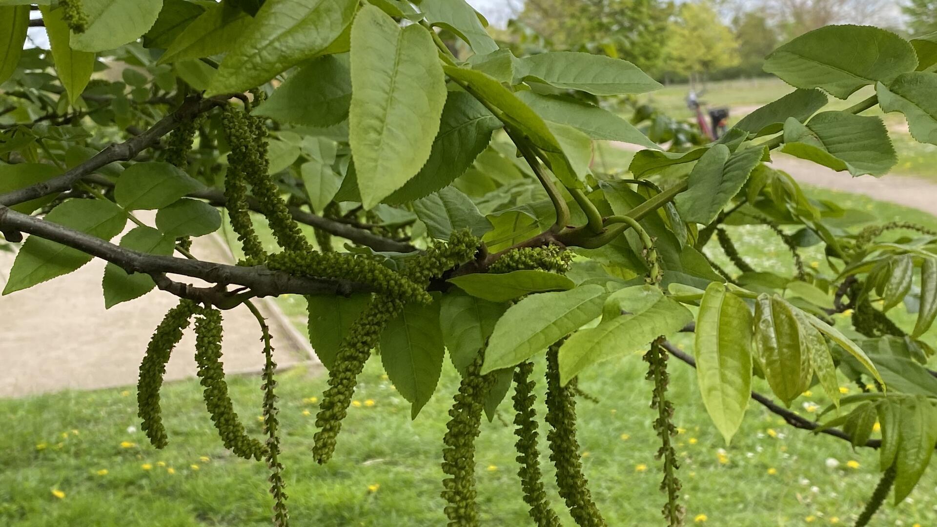 Perlschnurartige Fruchtstände hängen an einem Kaukasischen Flügelnussbaum.