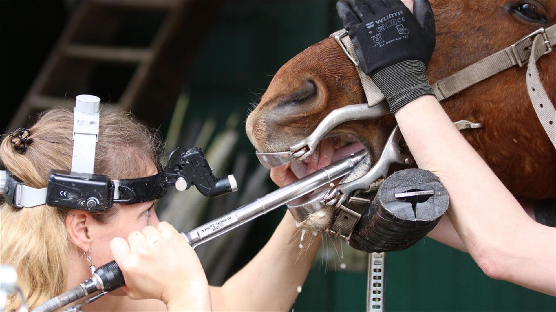 Anstrengende Arbeit, die sie glücklich macht: Horsedentistin Jessica Gerken in Aktion.