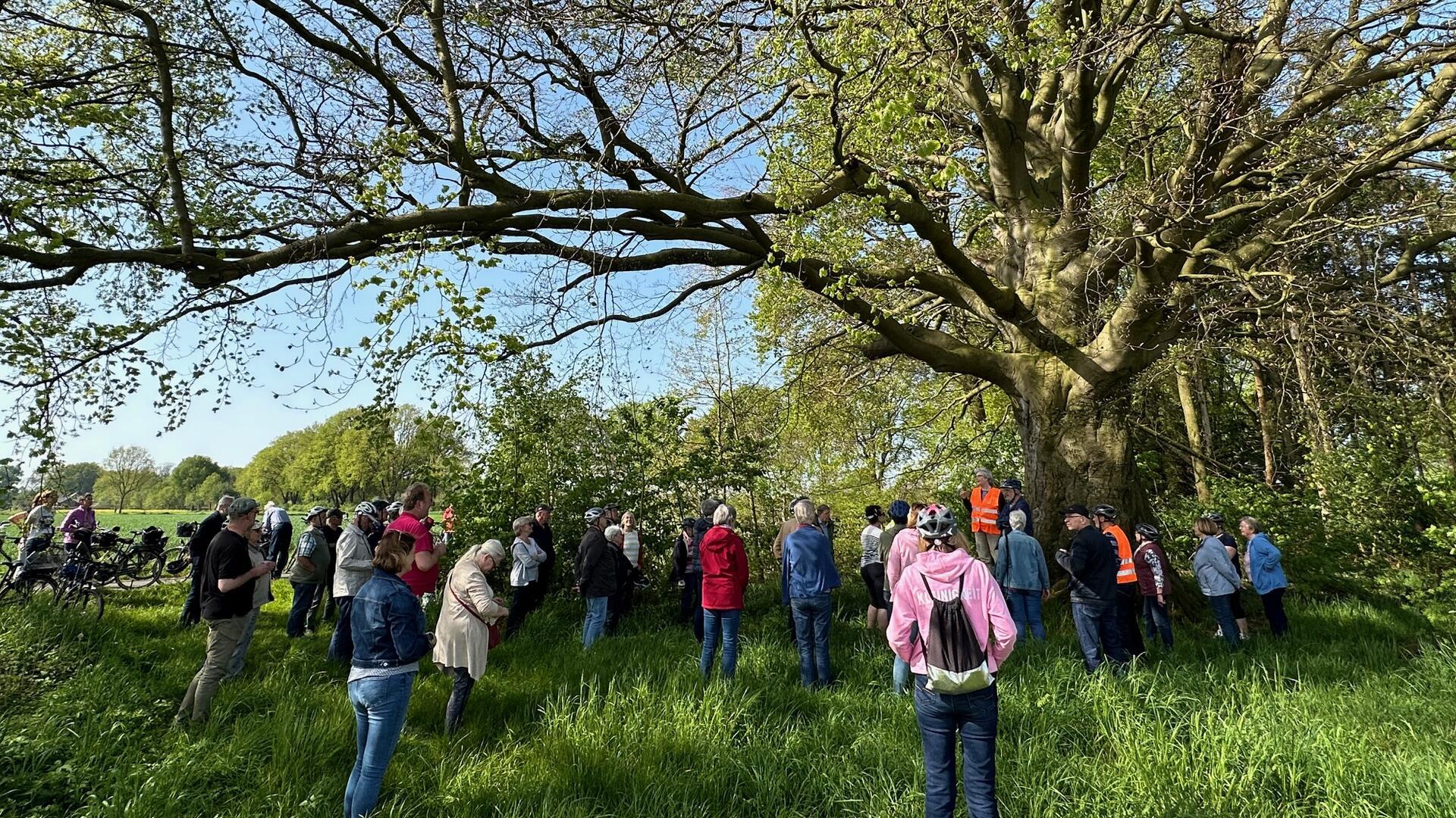 Auch bei der alten als Naturdenkmal ausgewiesenen Rotbuche in Klein Meckelsen legte die Radeltruppe einen Zwischenstopp ein.