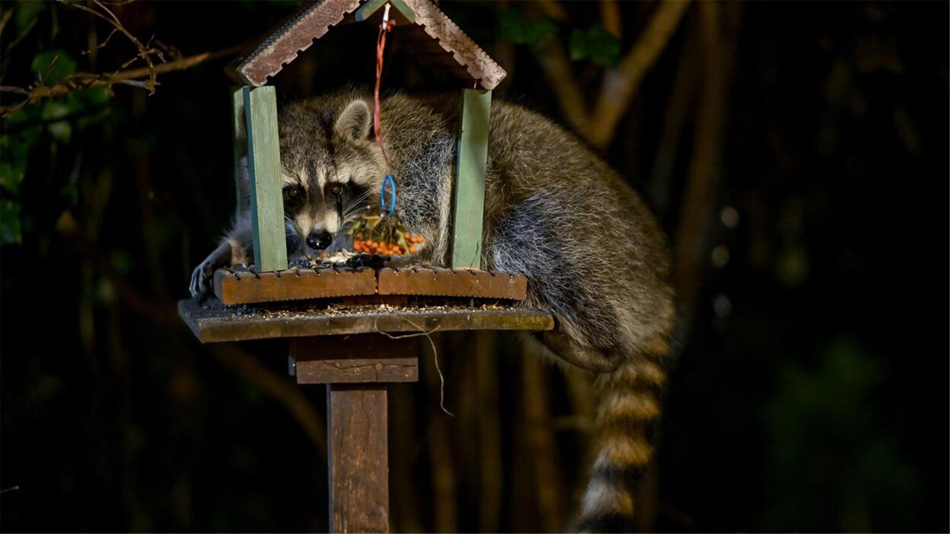 Waschbär im Futterhaus