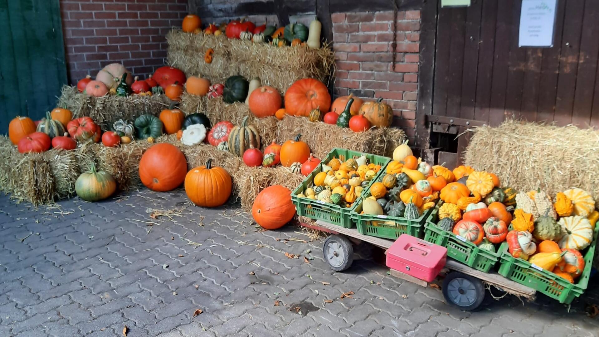 Auf dem Hof von Rita und Dieter Möller in Oldendorf werden Kartoffeln und Kürbisse angebaut.