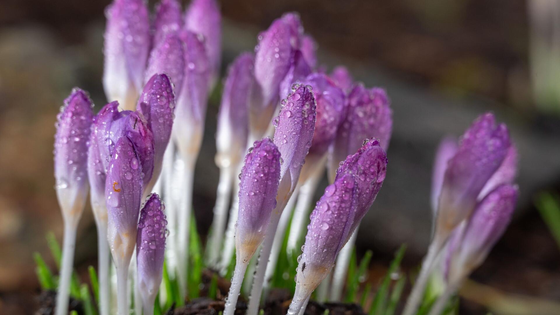 Auf den Krokussblüten in einem Garten hat sich Morgentau gebildet.