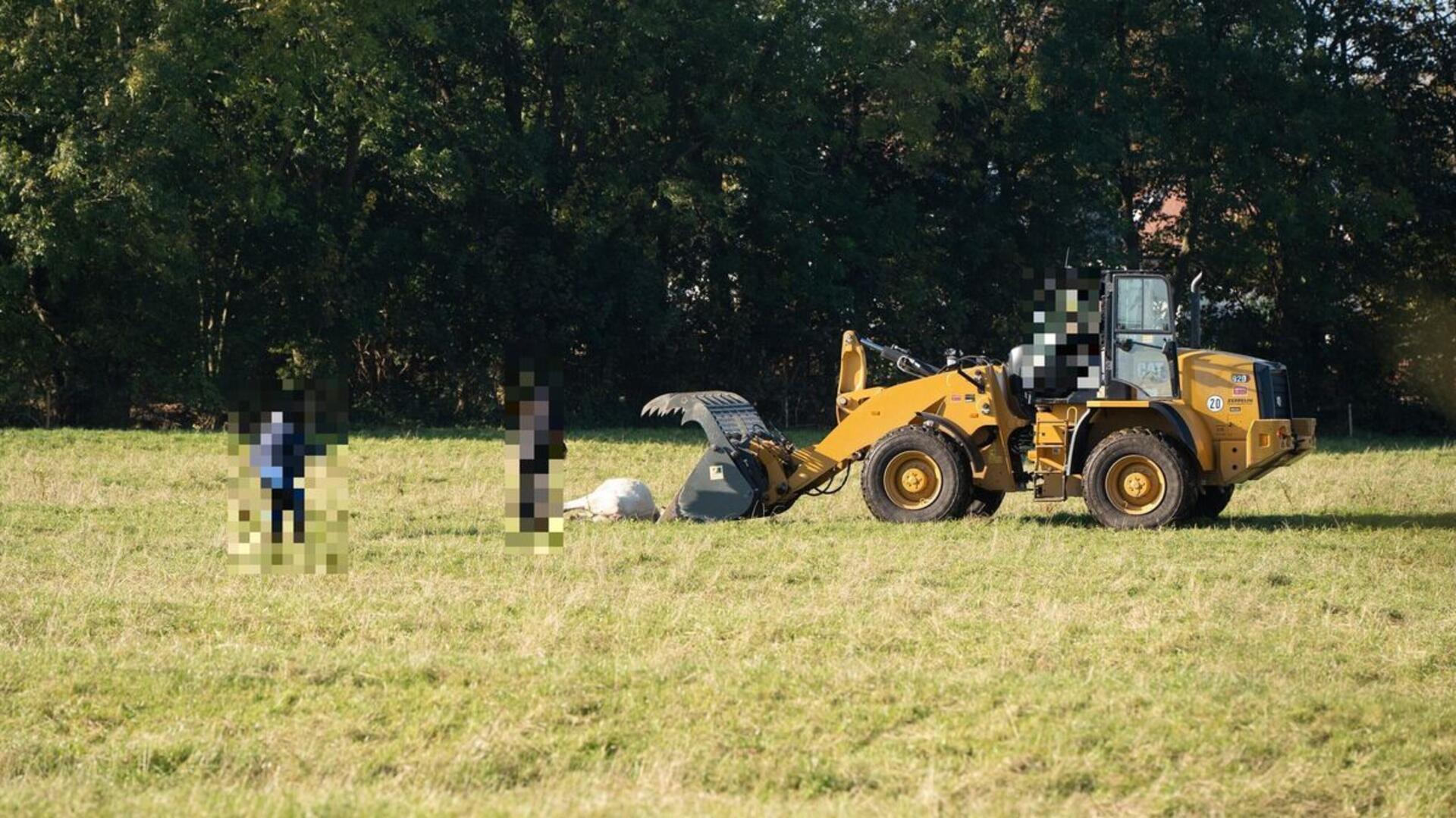 Auf dieser Weide zwischen Süderwisch und Holte-Spangen wurde ein Rind tot aufgefunden? War es der Wolf?