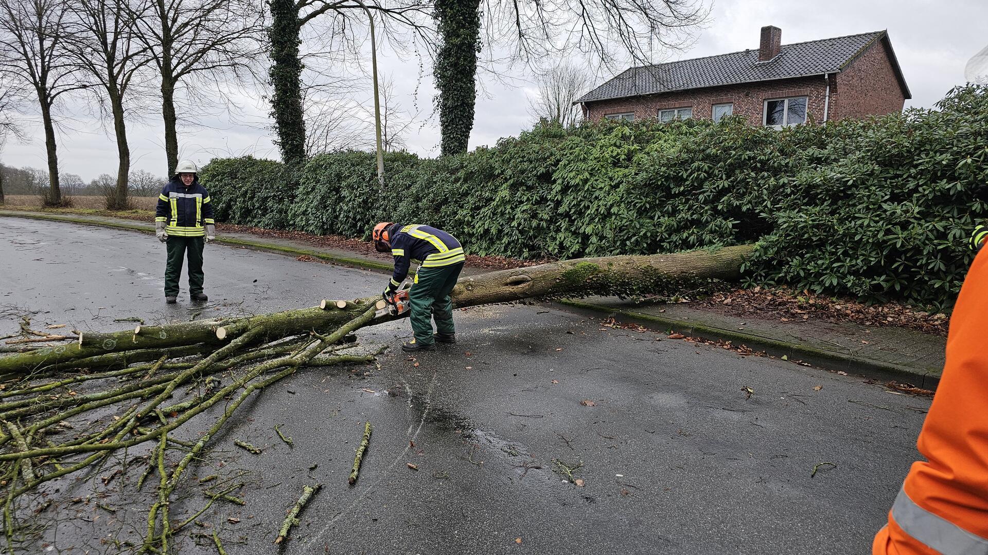 Aufgrund des Sturmtiefs musste die Ortsfeuerwehr Brillit einen Baum von der Straße entfernen.