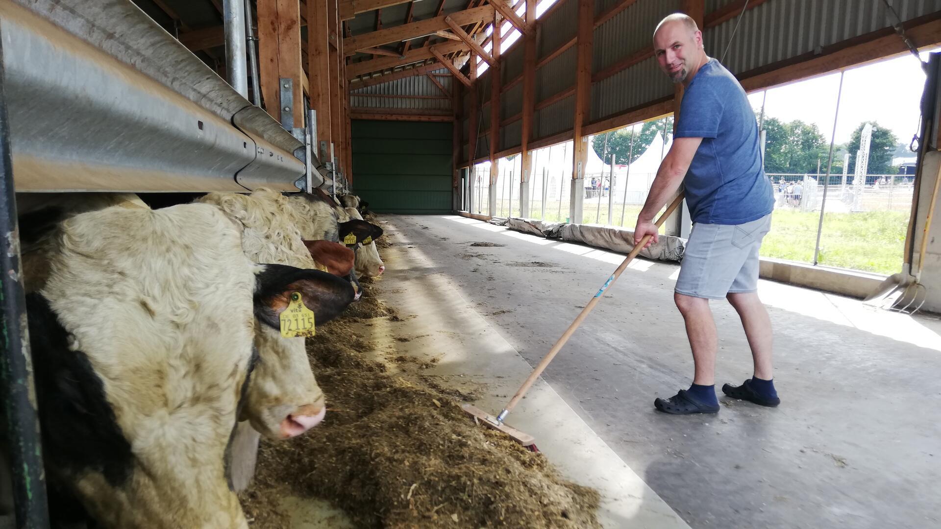 Landwirt füttert Bullen im Stall.