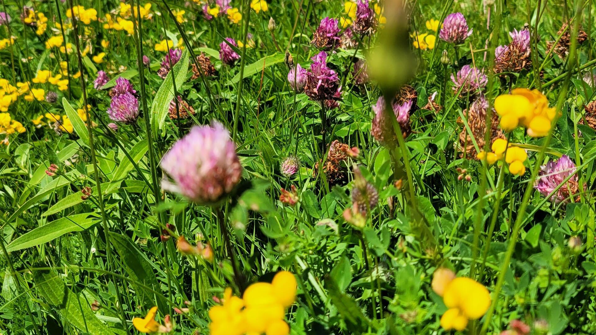 Wildblumenwiese Wurster Nordseeküste