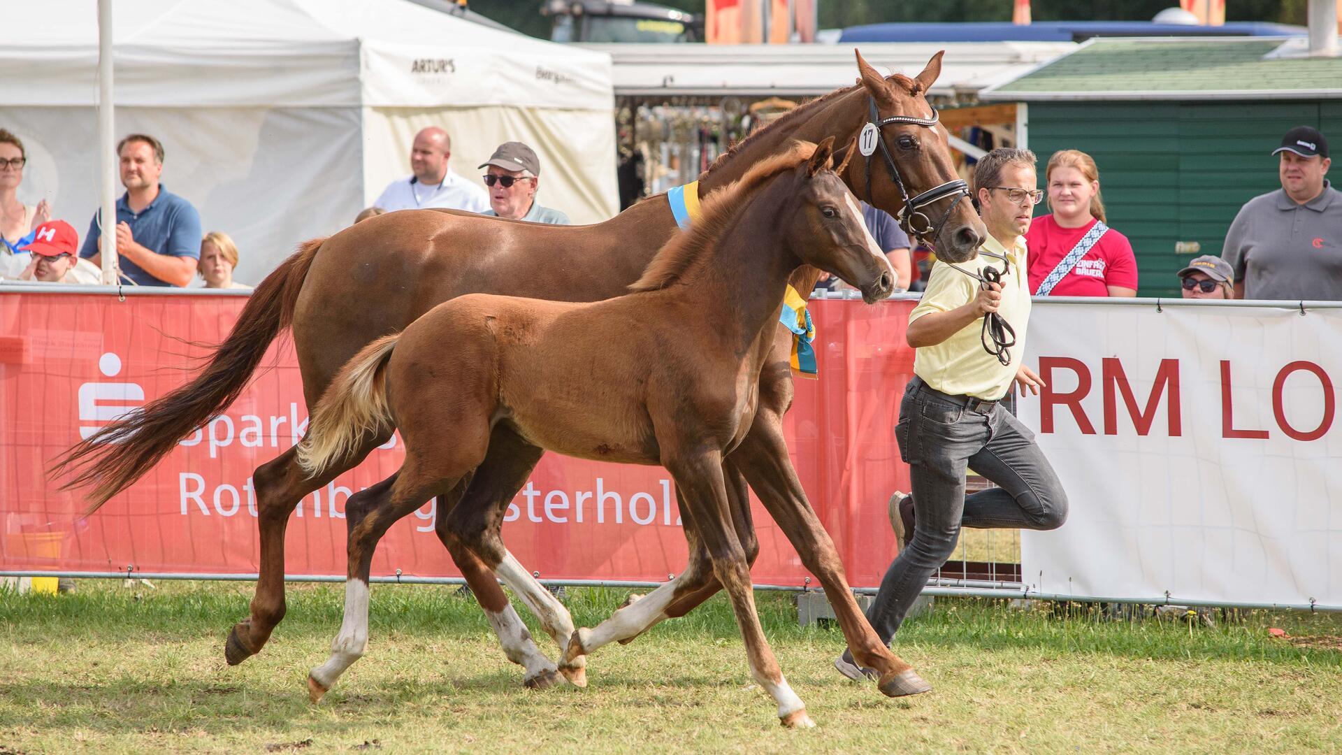 Beim Tarmstedter Fohlencup siegte ein Stutfohlen von „Viva Gold“ aus der Zucht von Johann Brunkhorst aus Selsingen.