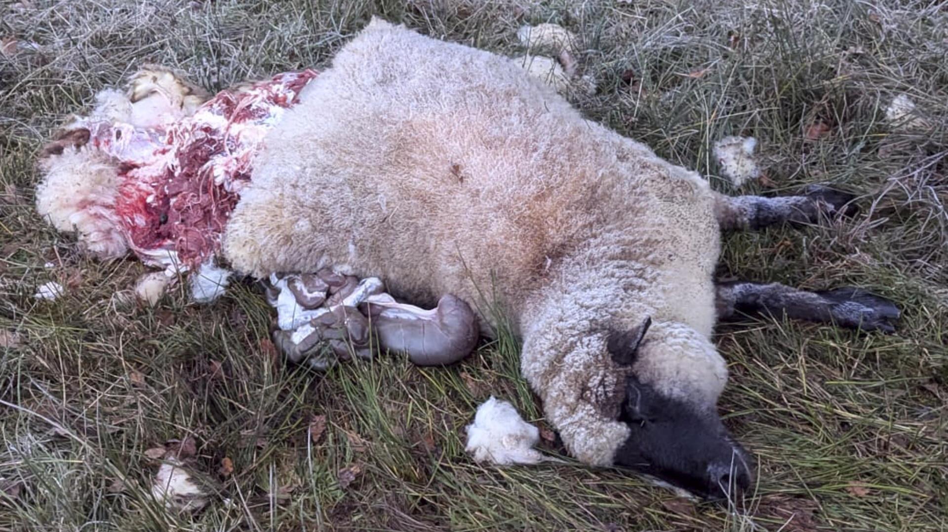 Bereits in der Nacht zum Sonntag, 3. November, wurden auf einer Weide in Augustendorf zwei Schafe mutmaßlich von einem Wolf gerissen.