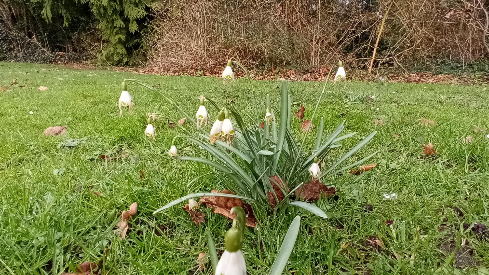 Erste Frühlingsboten locken die Menschen ins Freie