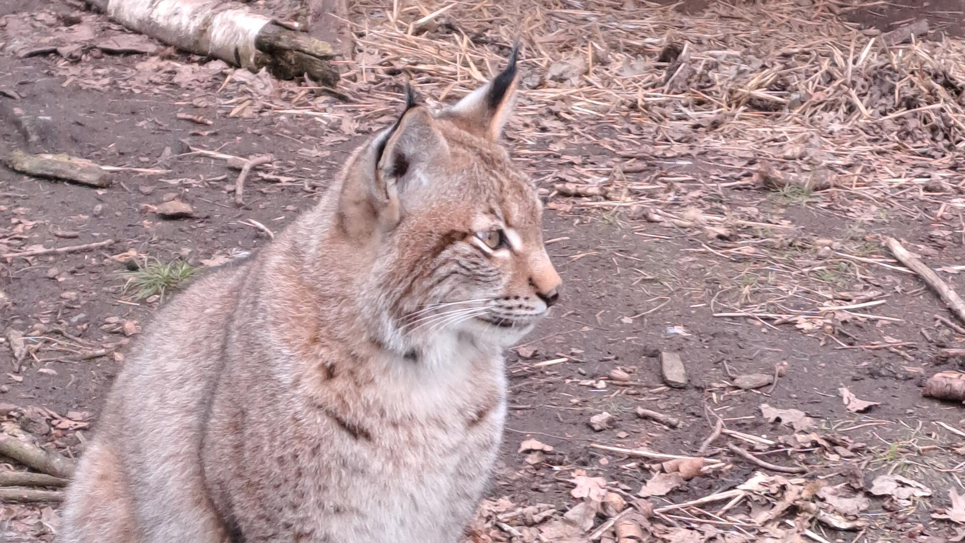 Spaziergang im Beverstedter Tierpark am Sonntag