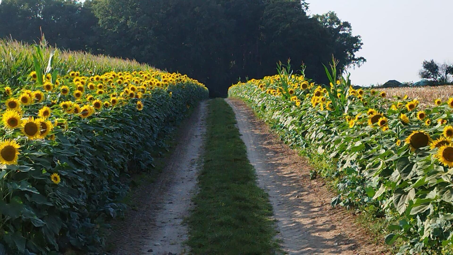 Weg mit Sonnenblumenfeldern am Rand