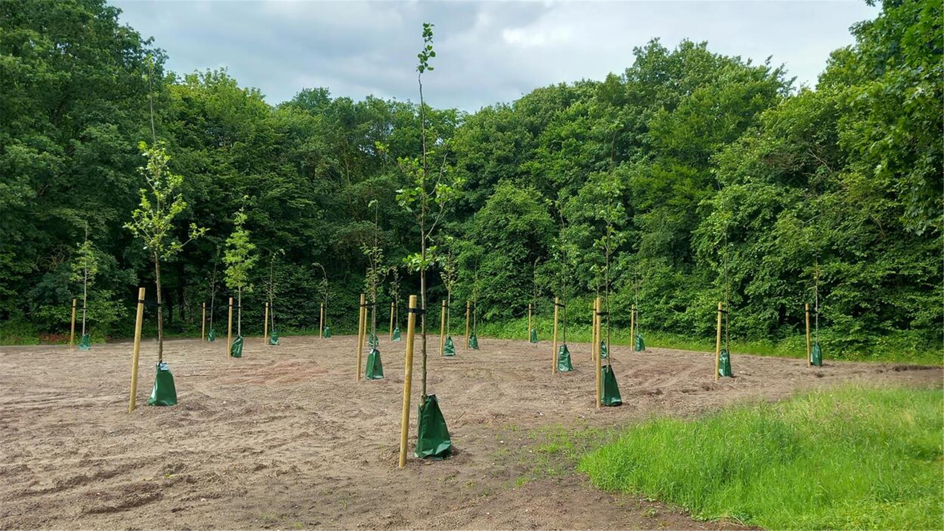 Tennisplätze werden zu einem kleinen Wald