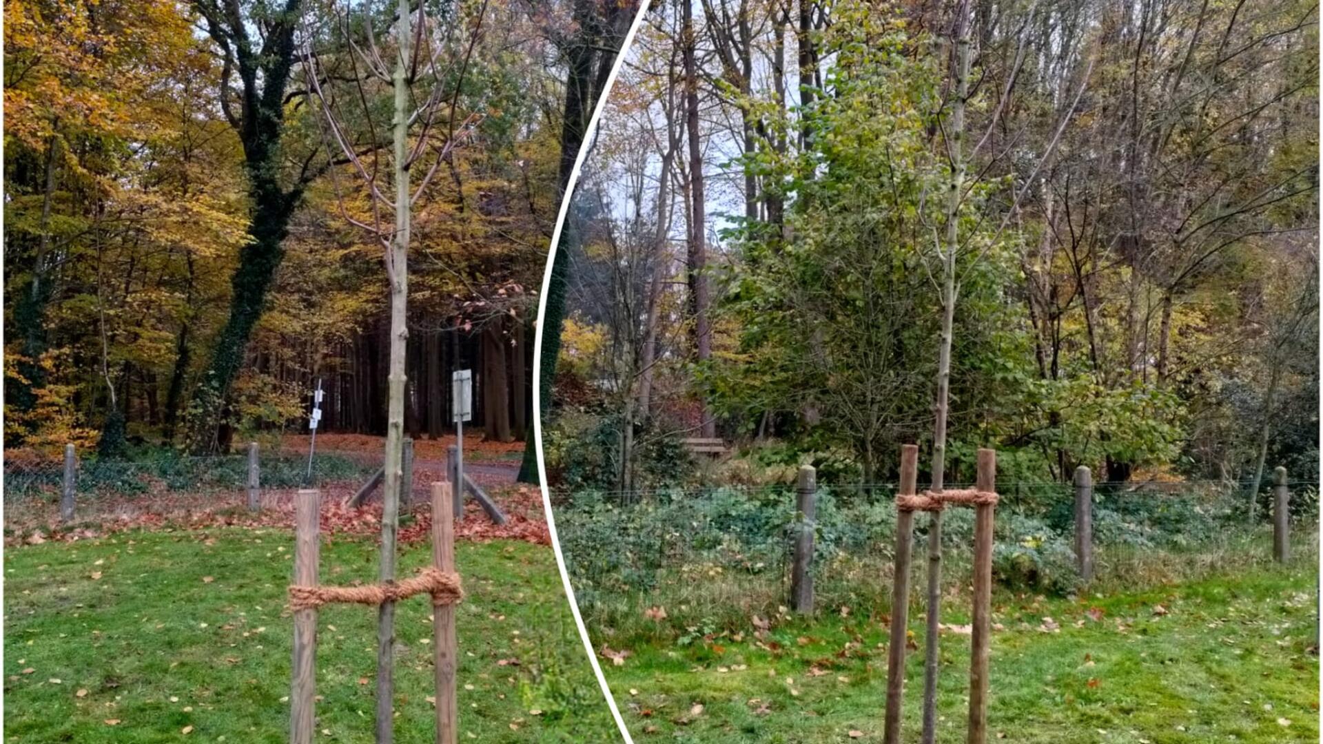 Zwei junge, frisch gepflanzte Bäume in einem Waldstück. Die Bäume sind jeweils mit Holzpfählen und Seilen stabilisiert. Die Umgebung ist herbstlich, mit überwiegend kahlen Bäumen und einigen verbleibenden Blättern in Gelb- und Brauntönen.