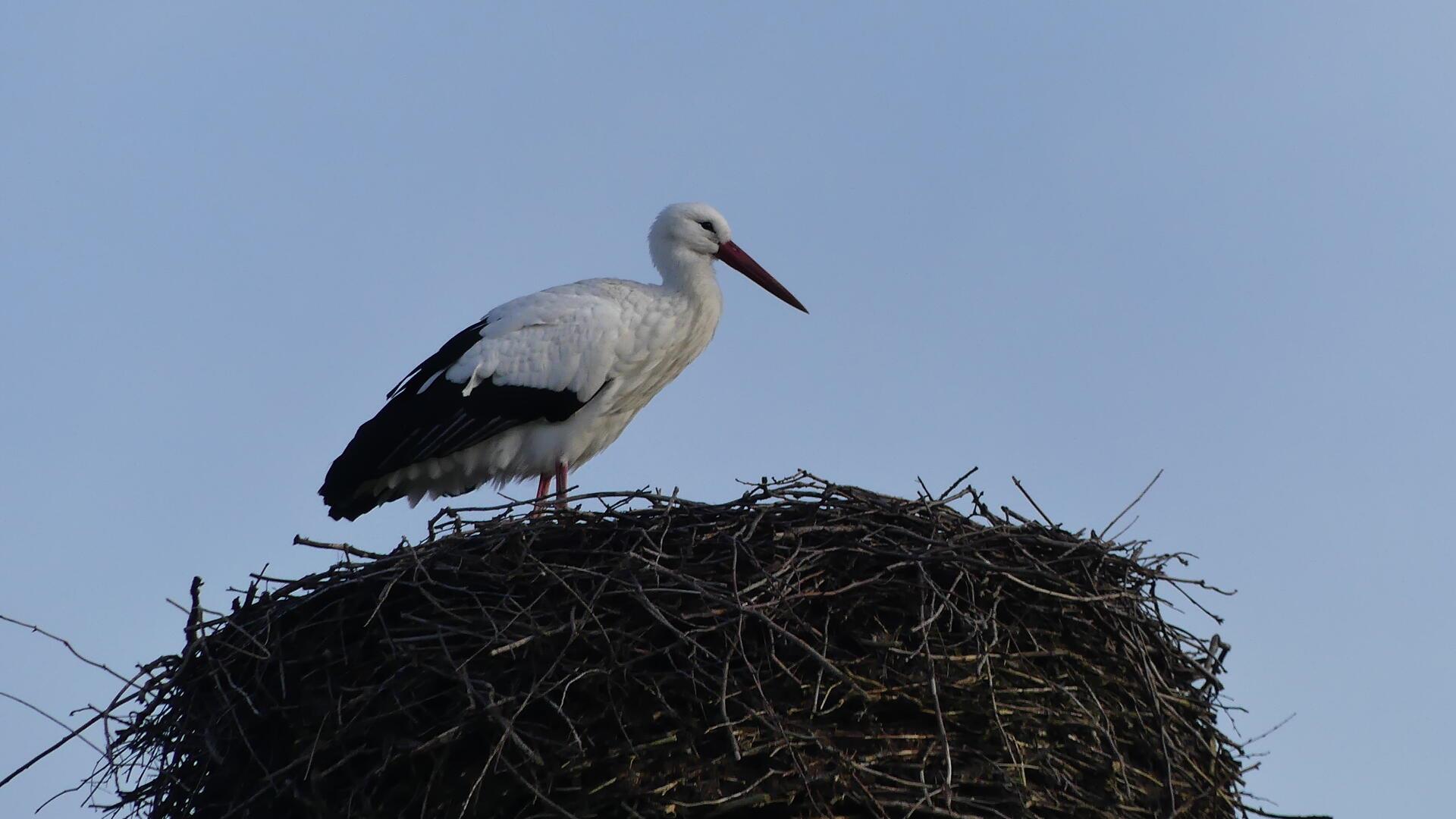 Der erste Storch ist zurück in Sievern.