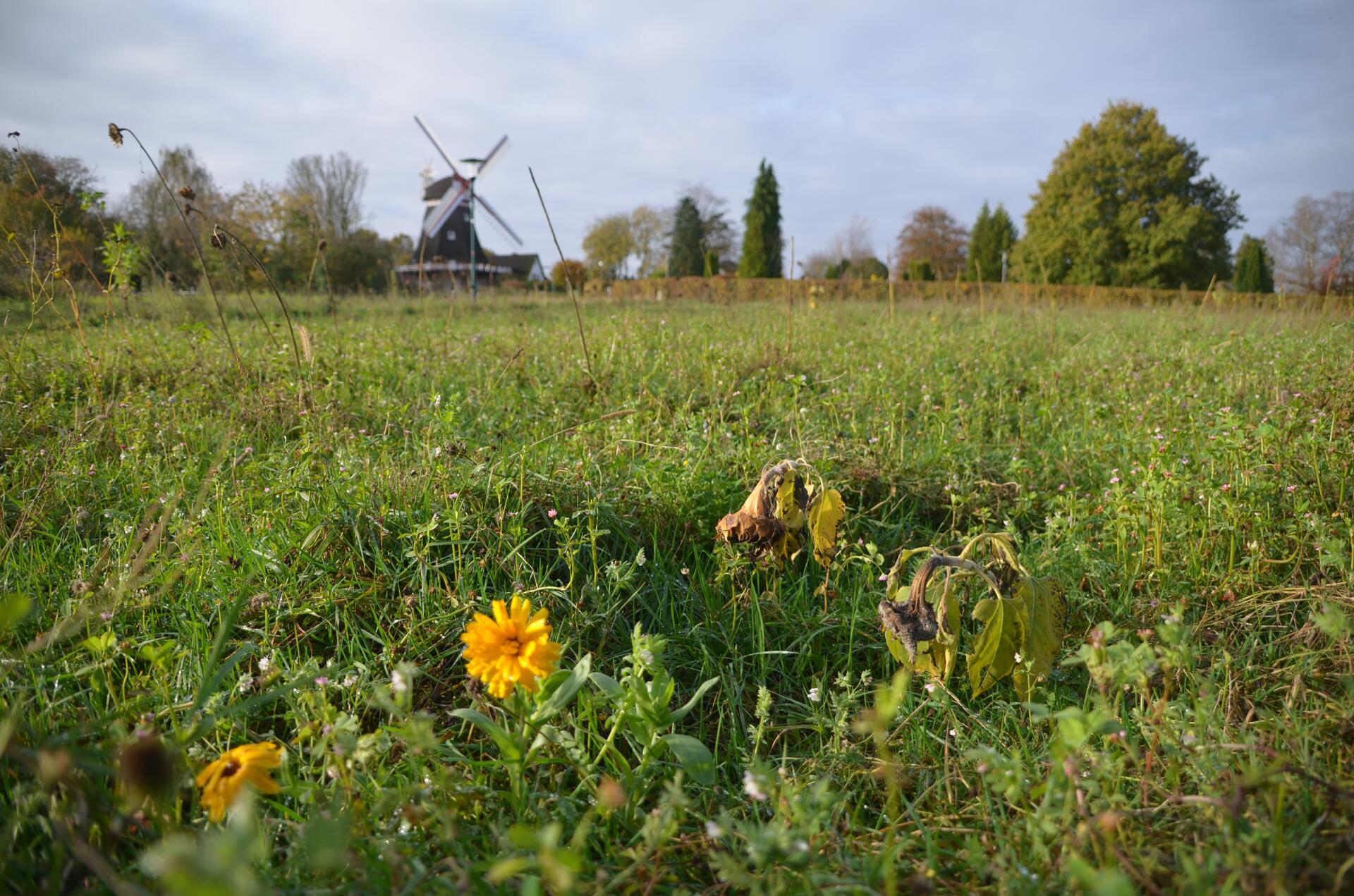 Blumenwiese, Mühle im Hintergrund unscharf