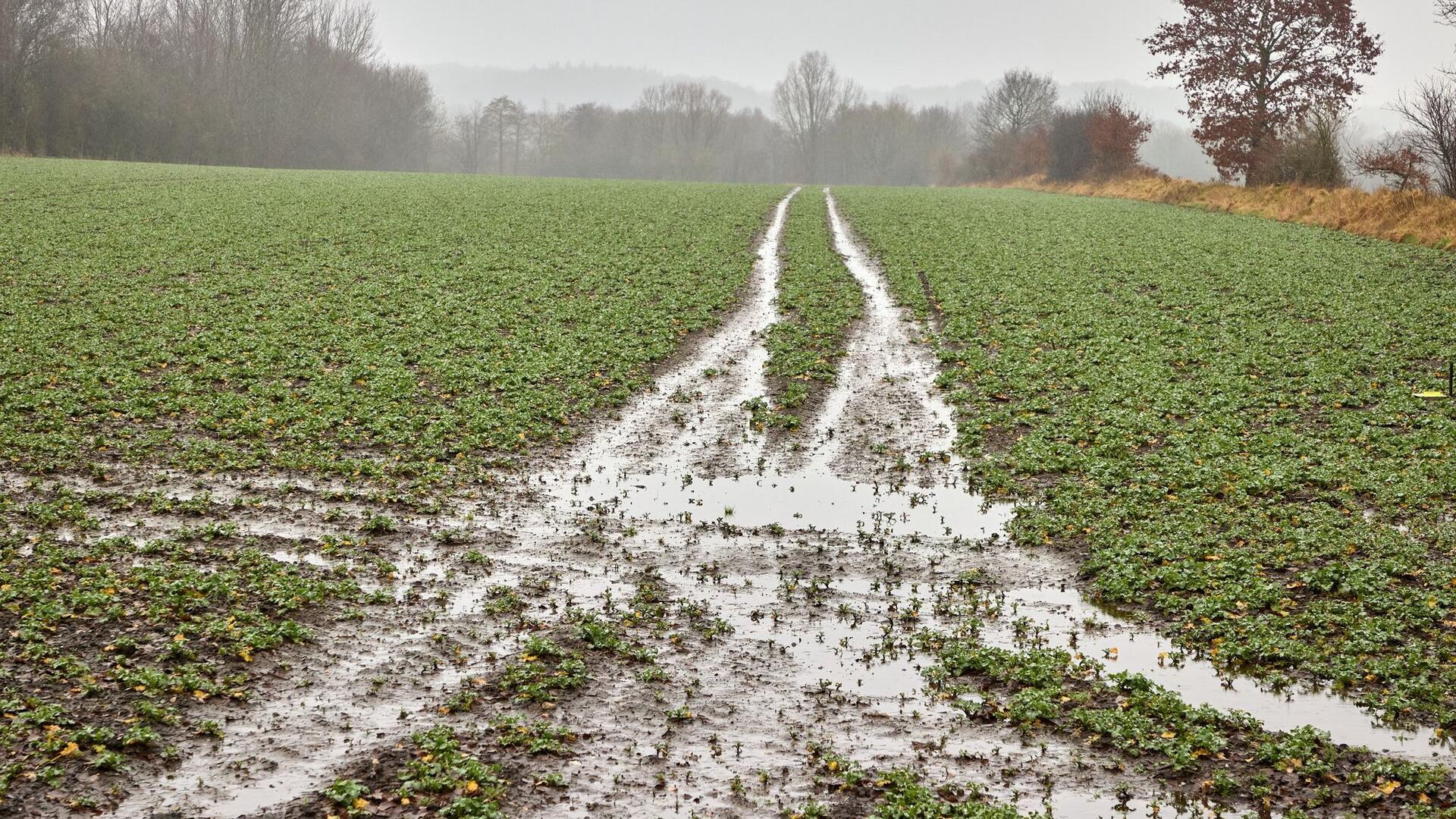 Blick auf ein von Regenwasser durchnässtes Feld bei Albersdorf.