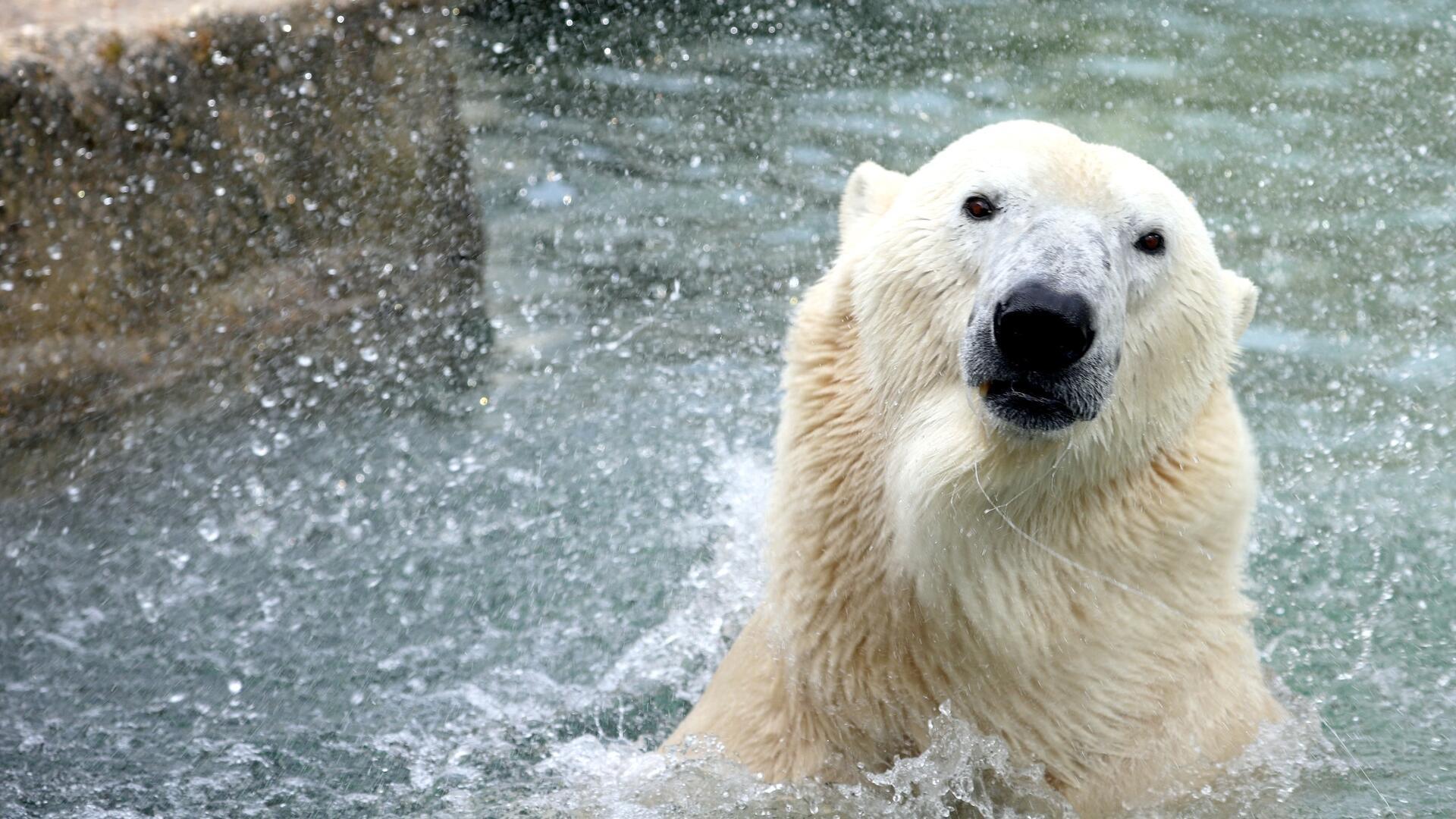 Ein Eisbär schaut aus dem Wasser