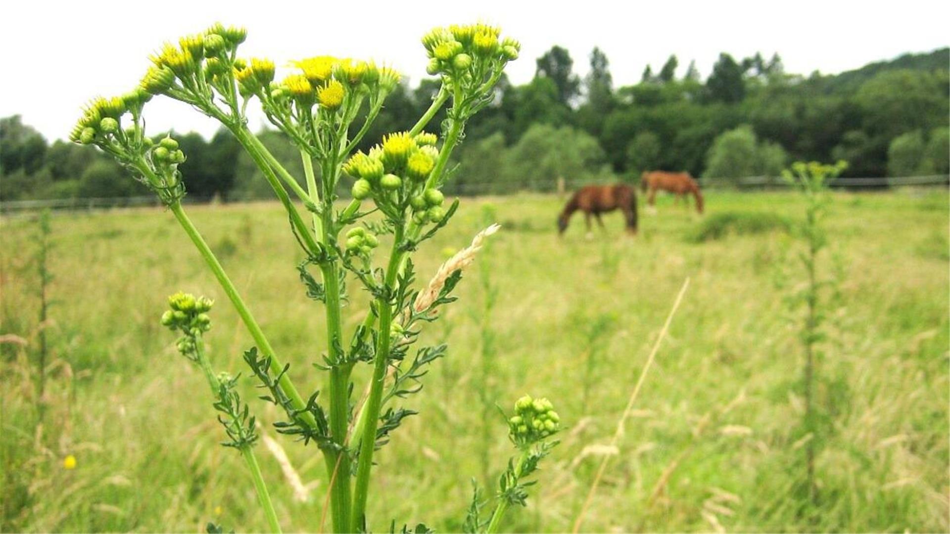 Eine Pflanze mit gelben Blüten steht vor einer Wiese mit zwei Pferden.