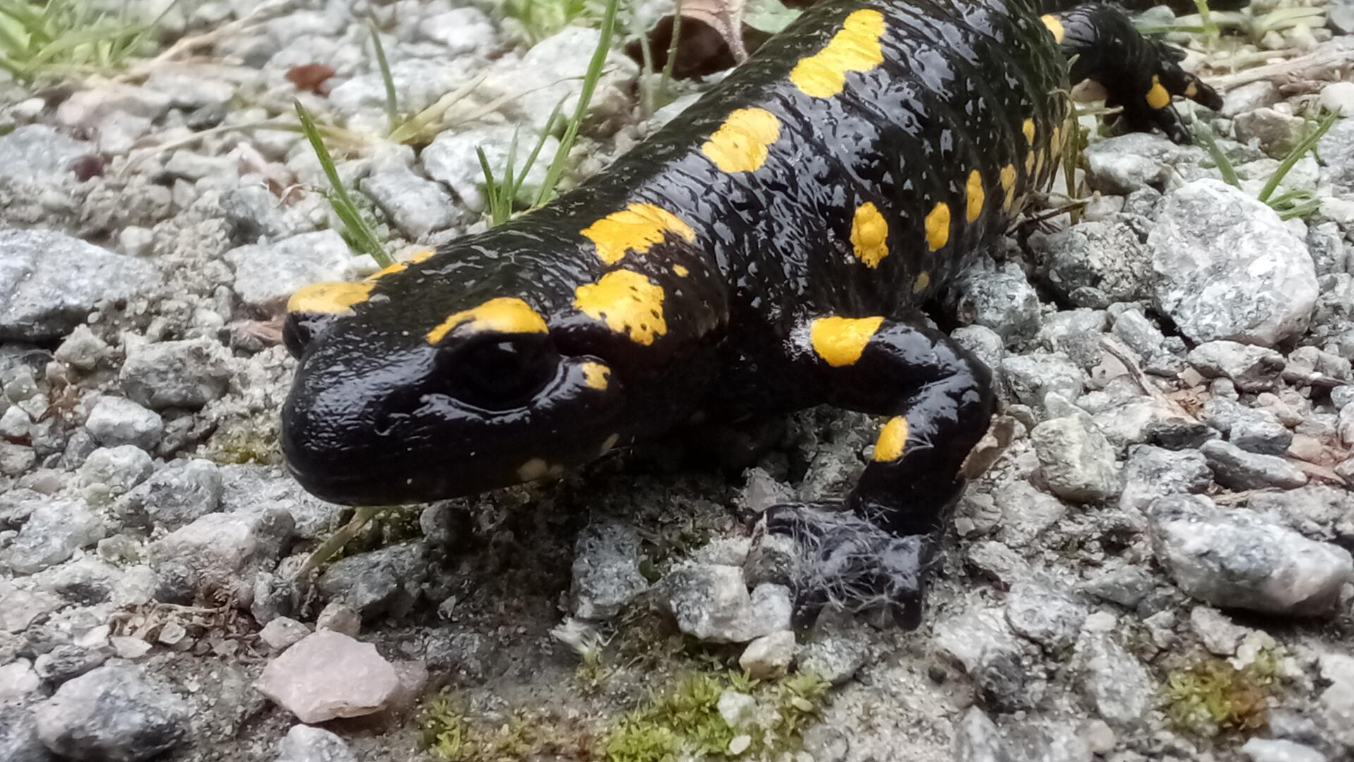 Das Foto zeigt einen Feuersalamander. 