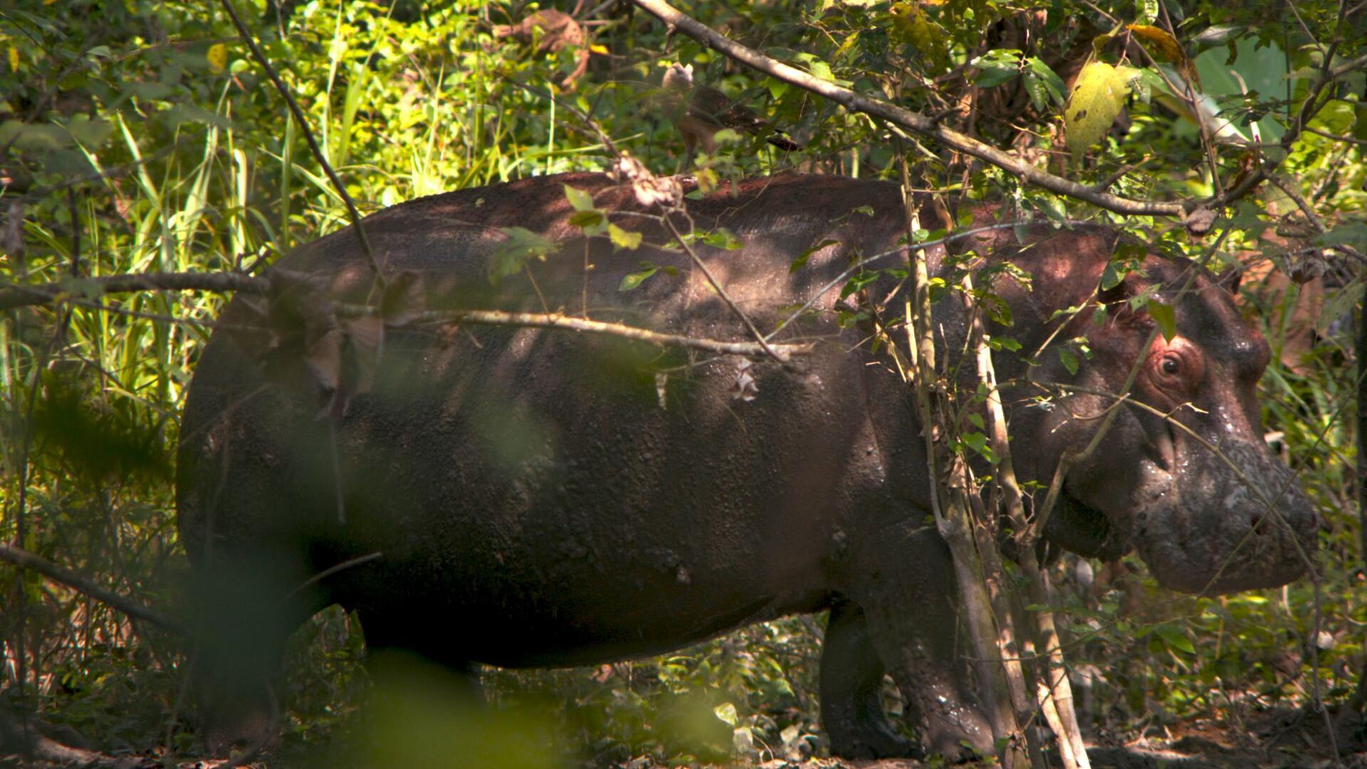 Das Nilpferd Pepe aus dem Privatzoo des kolumbianischen Drogenbarons Pablo Escobar erzählt in „Pepe“ seine traurige Geschichte.