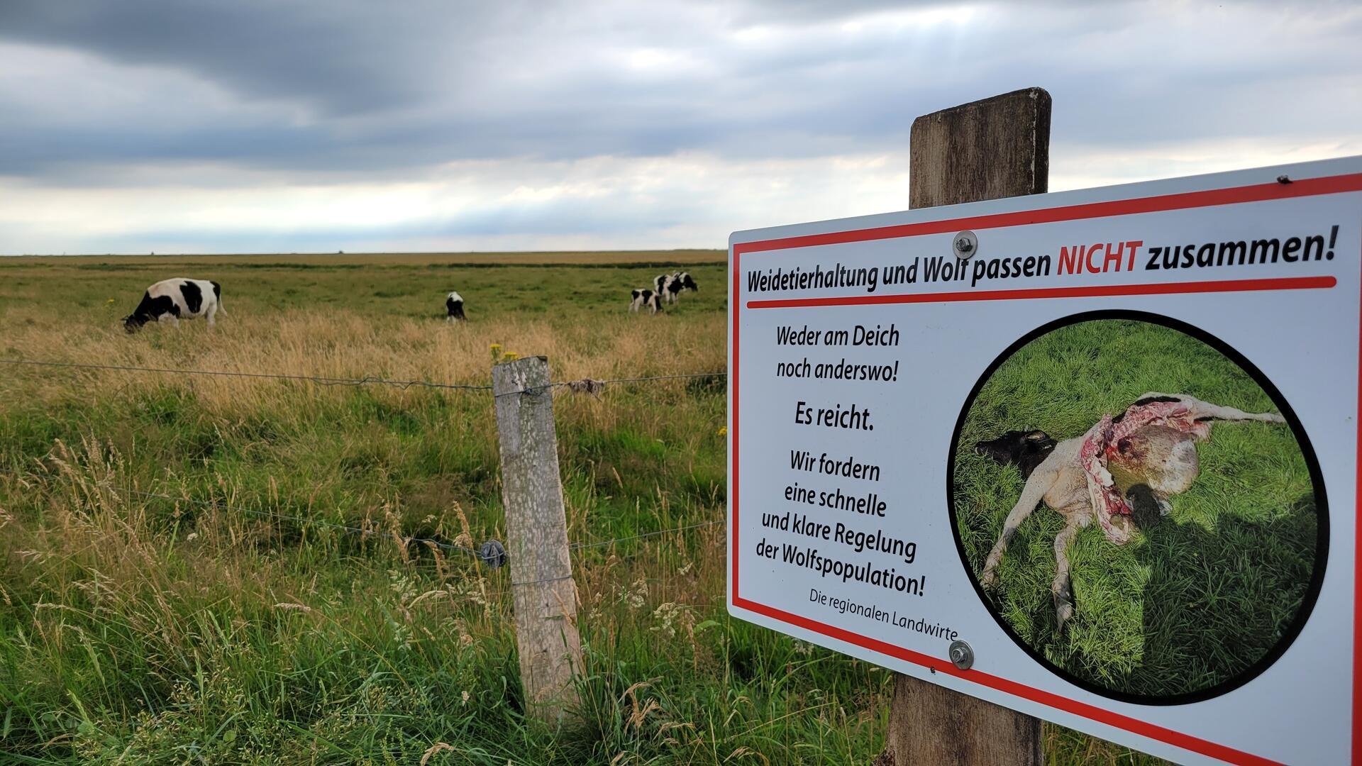 Das Schild zeigt das Jungrind, das von einem Wolf Ende Mai auf den Weideflächen von Uwe Osterndorf in Berensch-Arensch gerissen wurde.