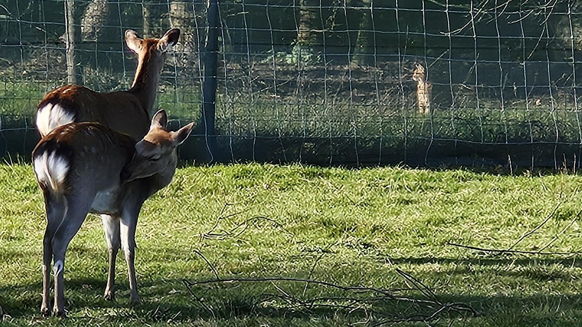 Das Tier rechts am Zaun sieht verdächtig nach einem Luchs aus. 
