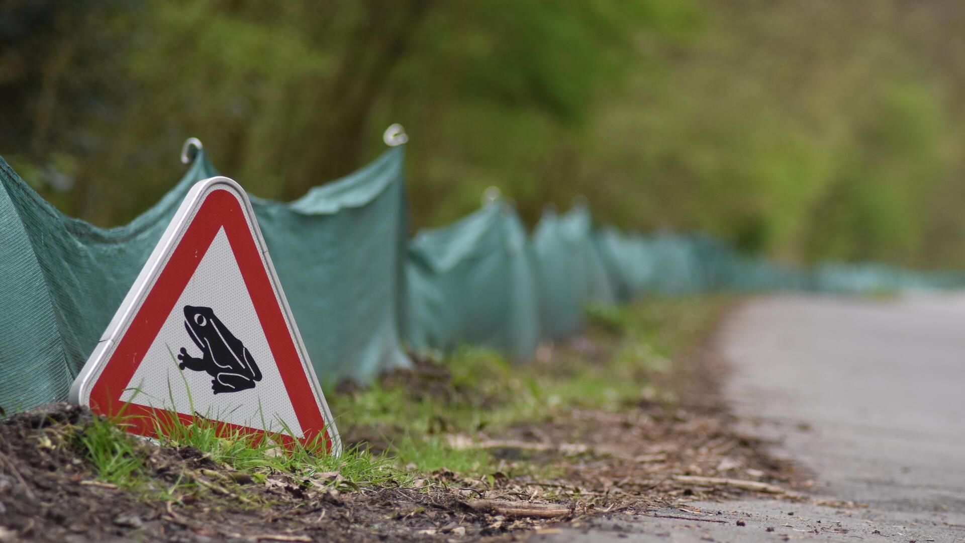 Das Umweltschutzamt bittet um Rücksichtnahme an der Jahnstraße: Frösche und Kröten sind unterwegs.