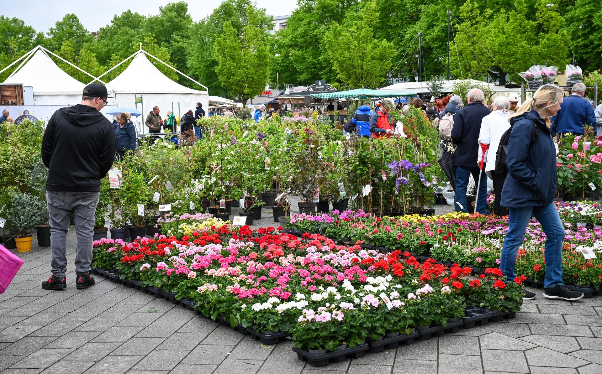 Das alljährliche Blütenfest auf dem Konrad-Adenauer-Platz zieht wieder eine groß...