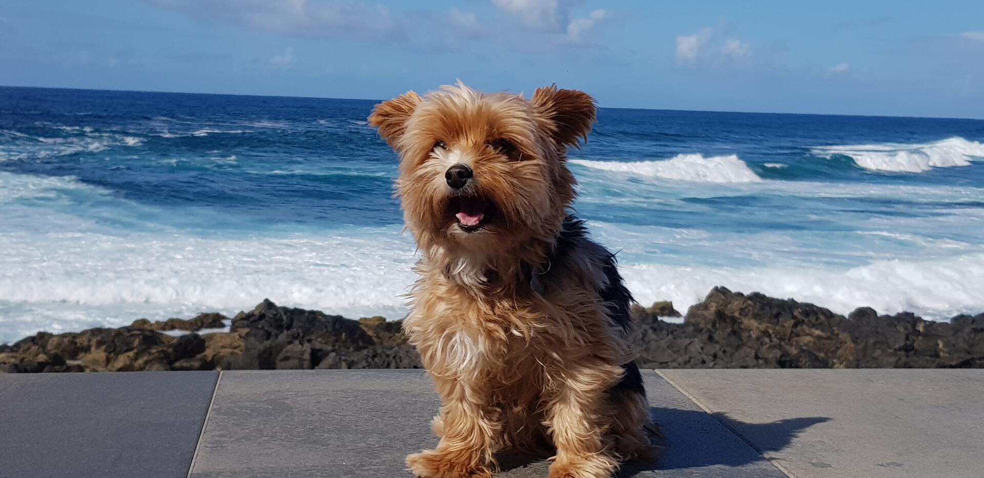 Das bin ich, Yorkshire Terrier Elly 12 Jahre alt. Momentan wohne ich noch auf Te...