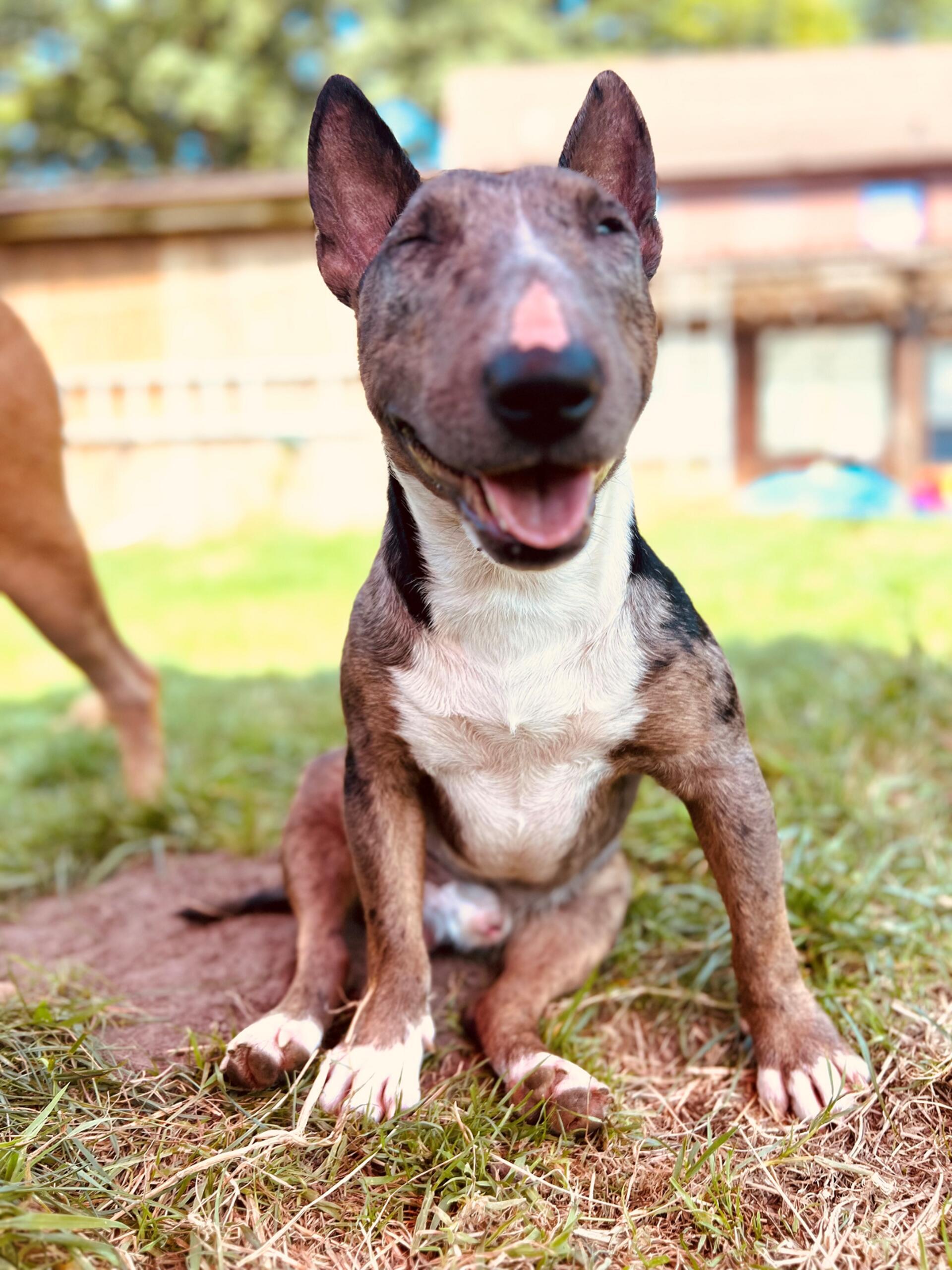 Das hier ist Titan, ein Miniatur Bullterrier. Für seine Besitzerin der beste Hun...