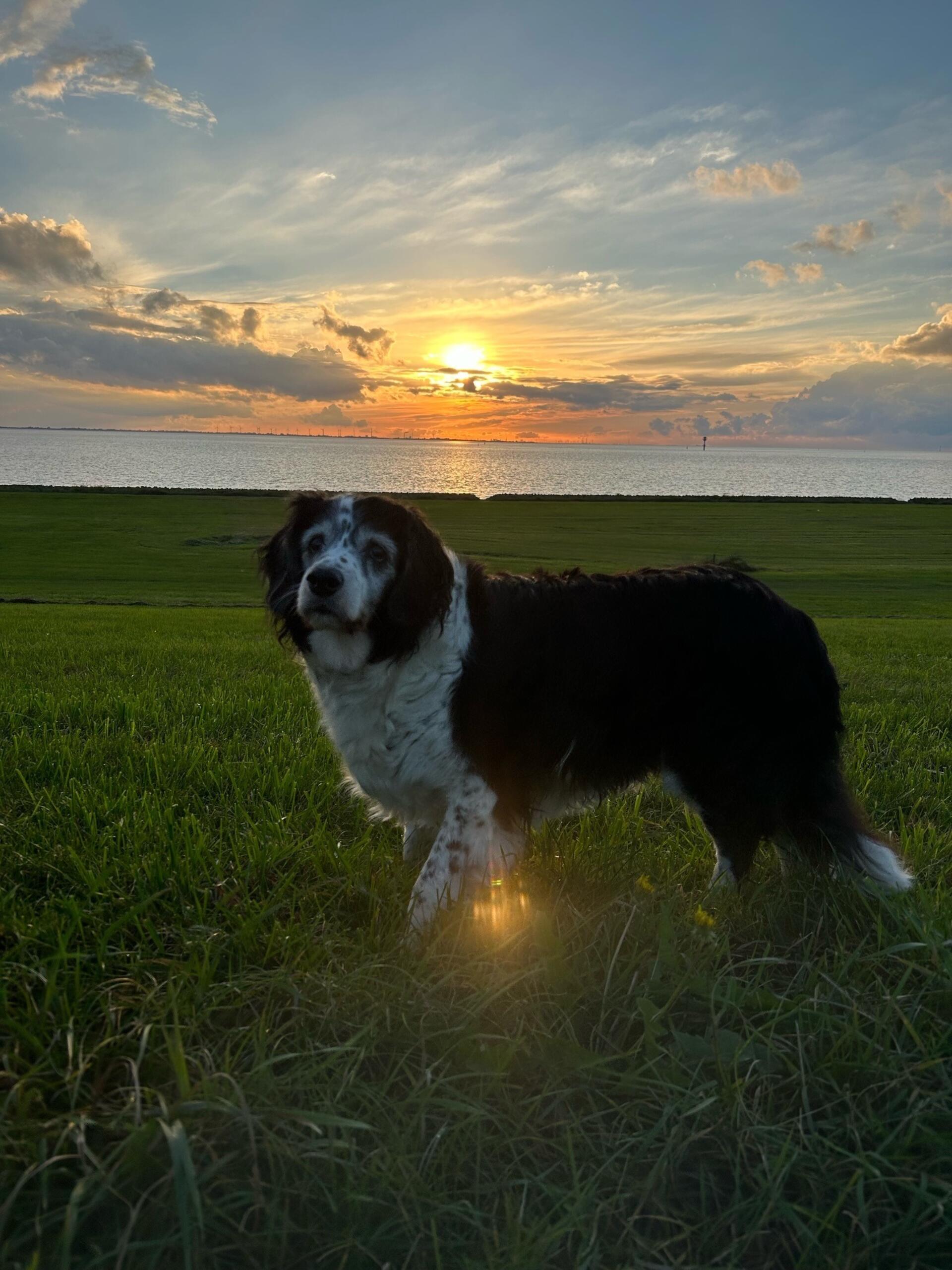 Das ist Fiby, ein Border Collie/Springer Spaniel-Mix aus Geestland, OT Imsum. Ih...