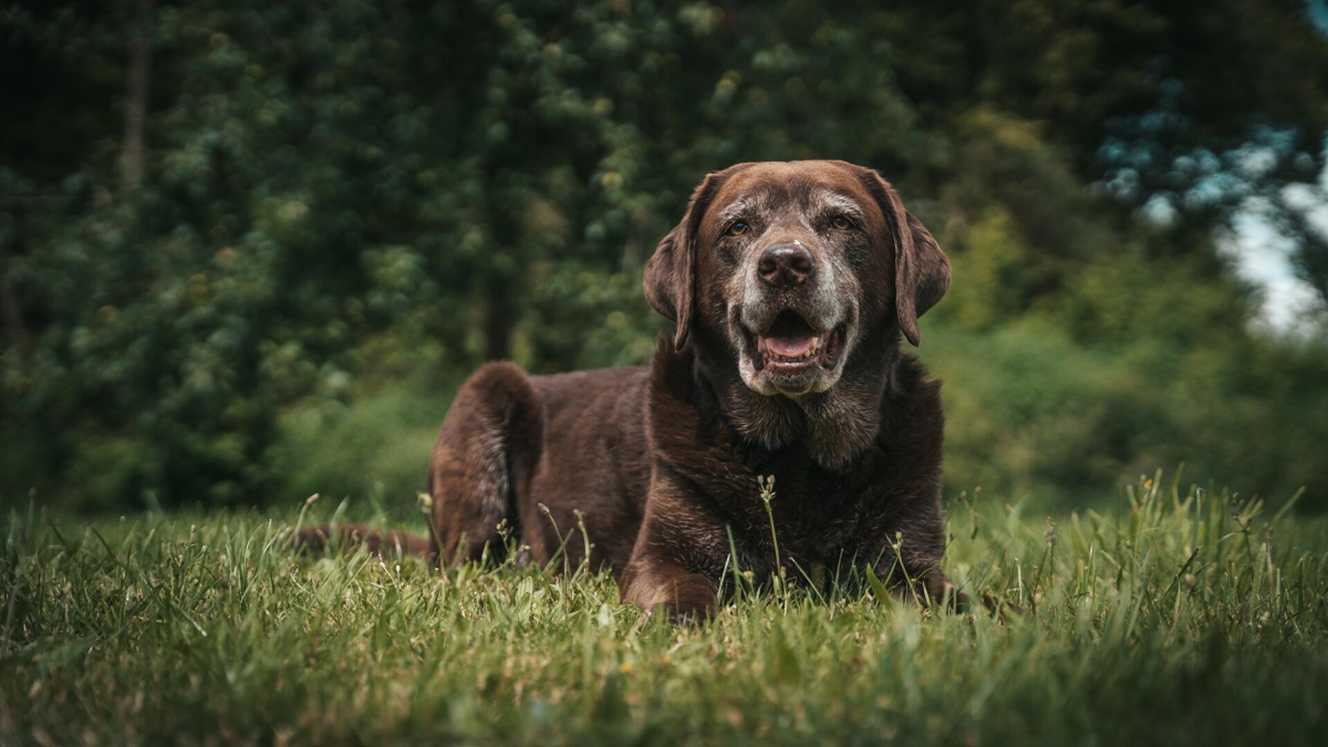 Das ist Ginger. Sie ist am 16. September bereits stolze 12 Jahre alt geworden. G...