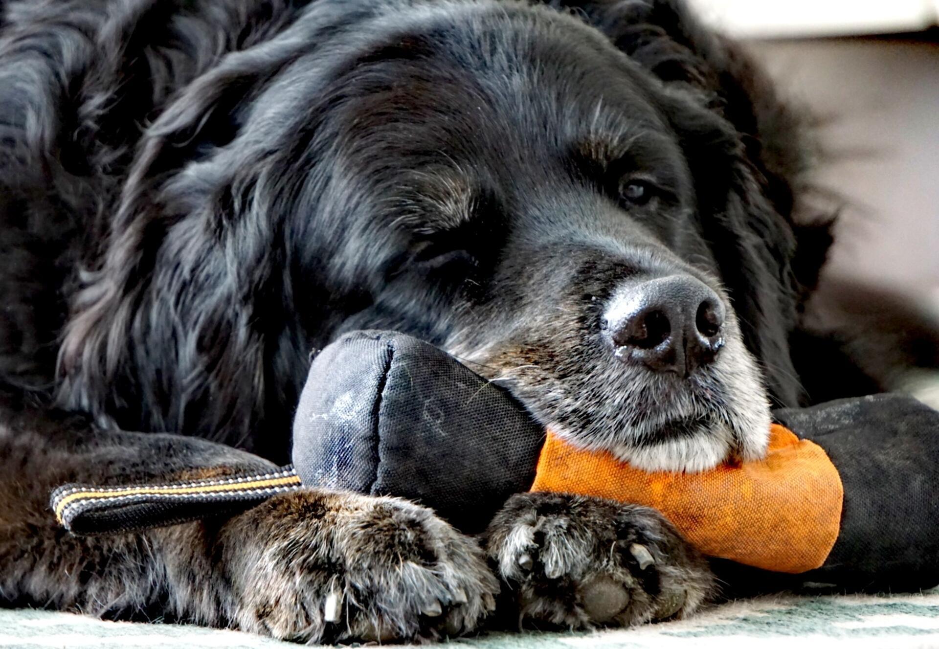 Das ist Hunde-Opa Harry. Seine Besitzerin schreibt: "Der tollste Hund der Region...