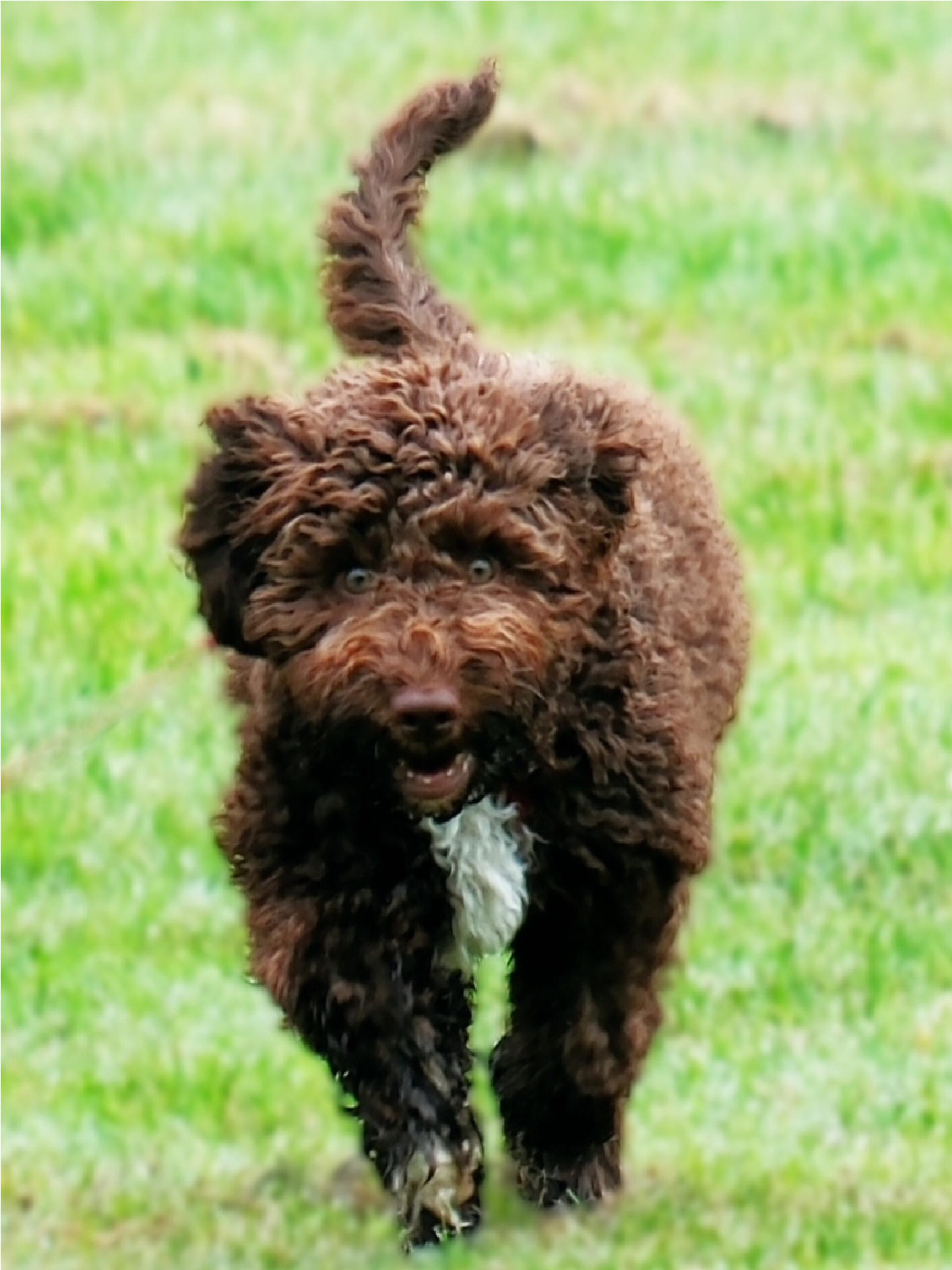 Das ist die 5 Monate junge Lagotto-Dame ‚Bella‘. Die Kleine ist, wie man sieht, ...