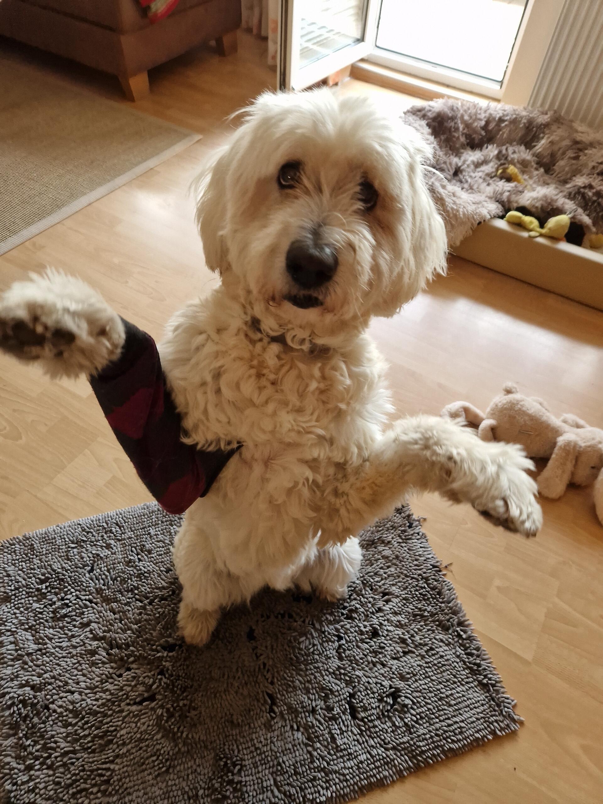 Das ist die Goldendoodle-Dame Juli, sie ist seit 14,5 Jahren der Seelenhund ihre...