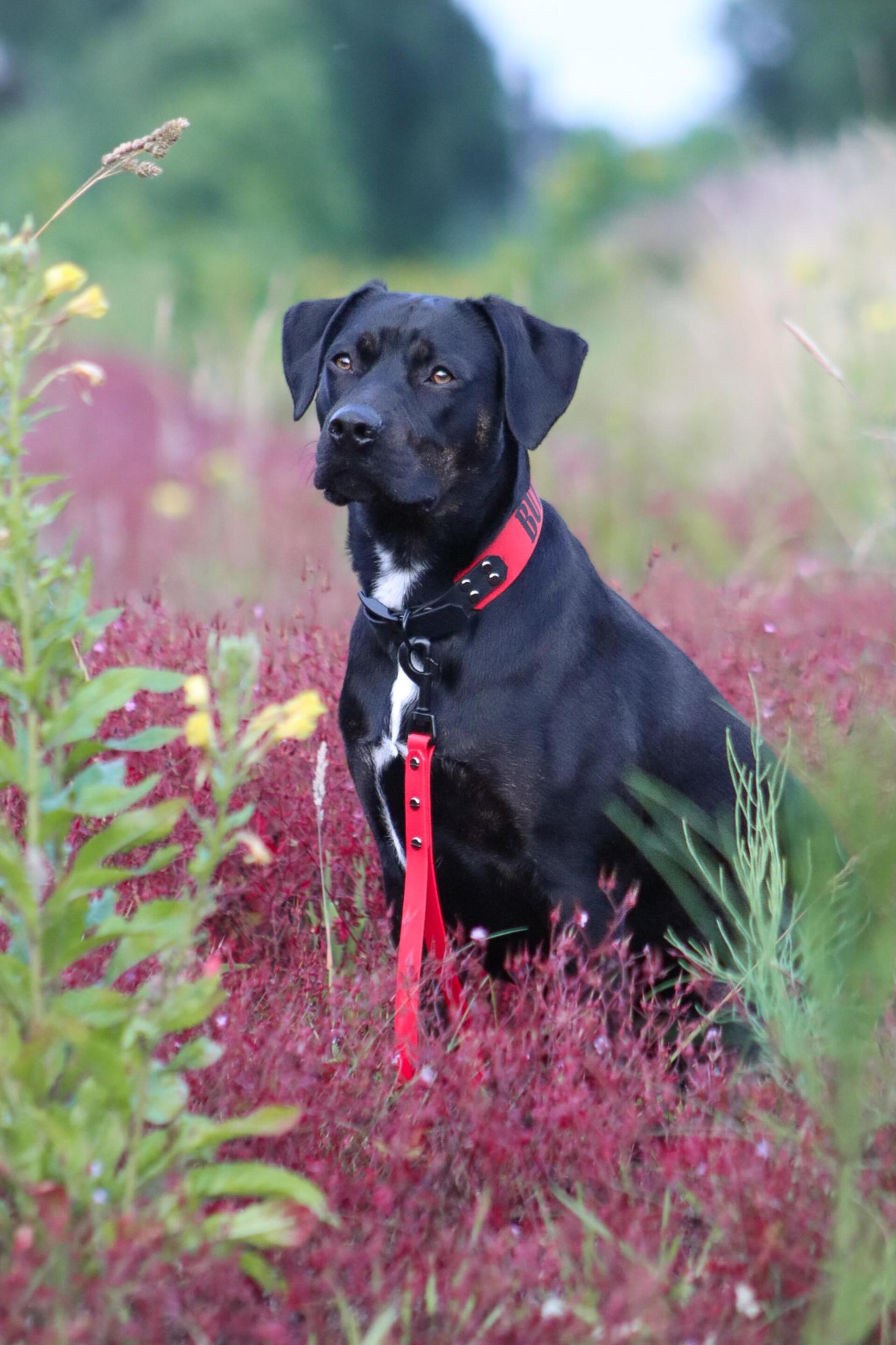 Das ist die fast 2-jährige Hündin Mira. Mira ist ein Labrador Mischling und sie ...