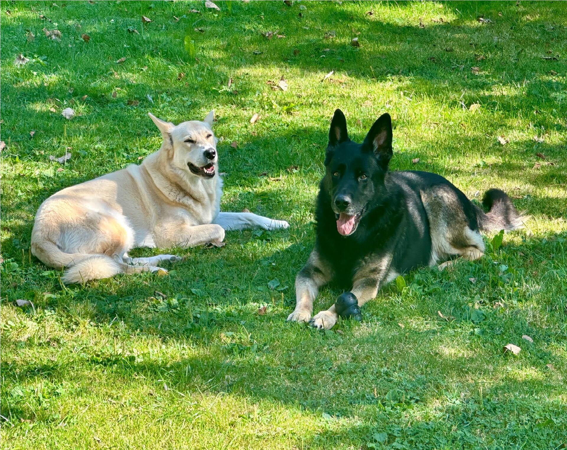 Das sind Freya, ein sechsjähriger Schäferhund-Laika-Mix und Aaron, acht Jahre al...