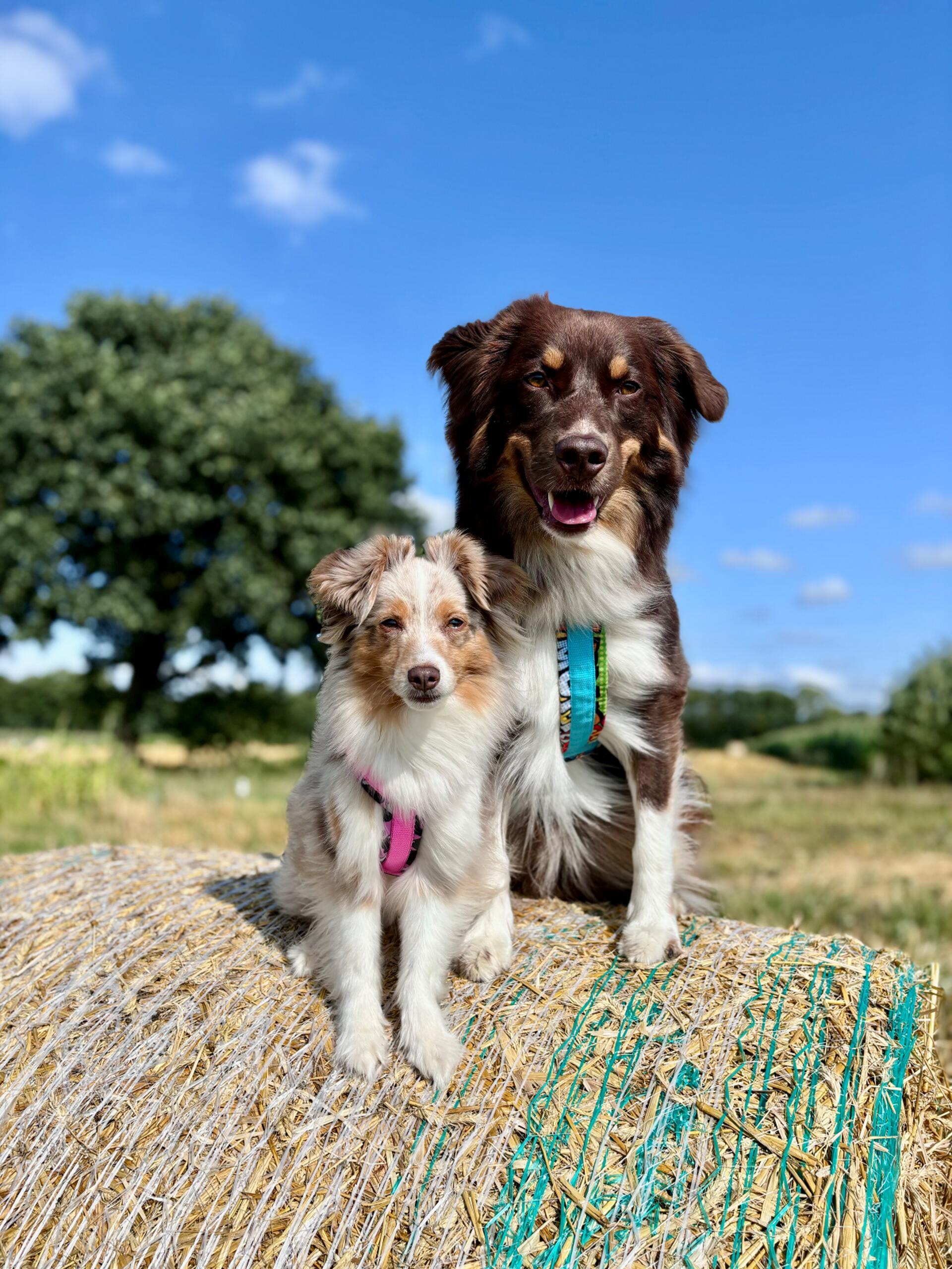 Das sind Laya (klein) und Kito (groß). Dieses Team gehört einfach zusammen. Kito...