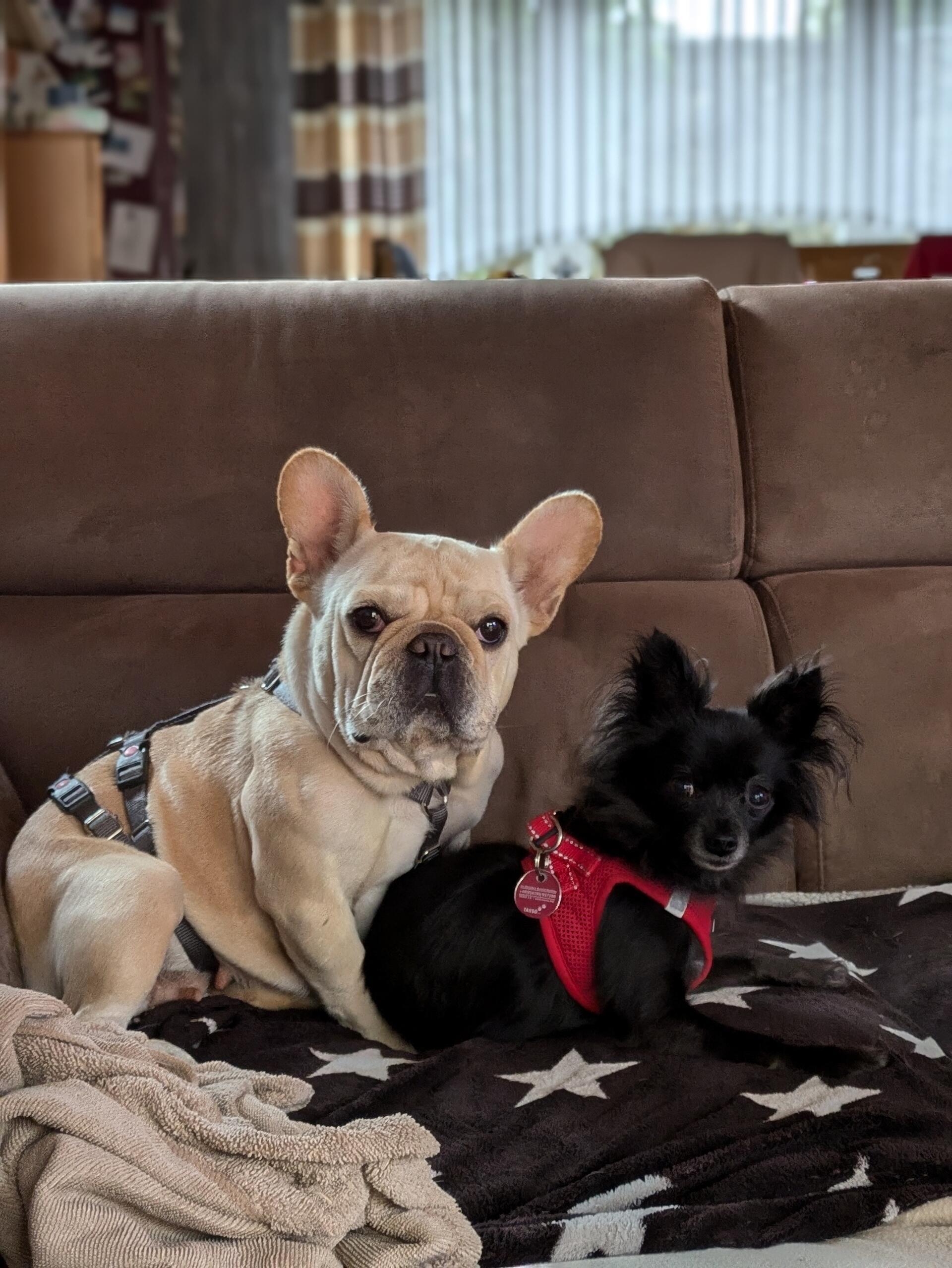 Das sind Maja und Thea. Ihre Besitzerin schrieb: "Maja ist die schwarze Chihuahu...