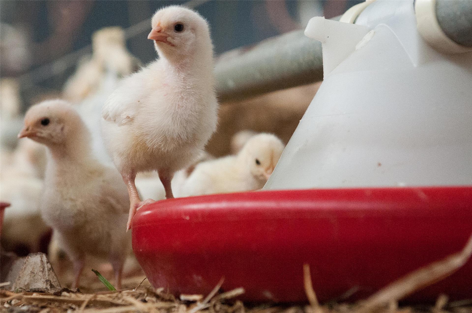 Weibliche Küken stehen am 18.03.2013 in Klein Süstedt (Niedersachsen) in einem Stall.