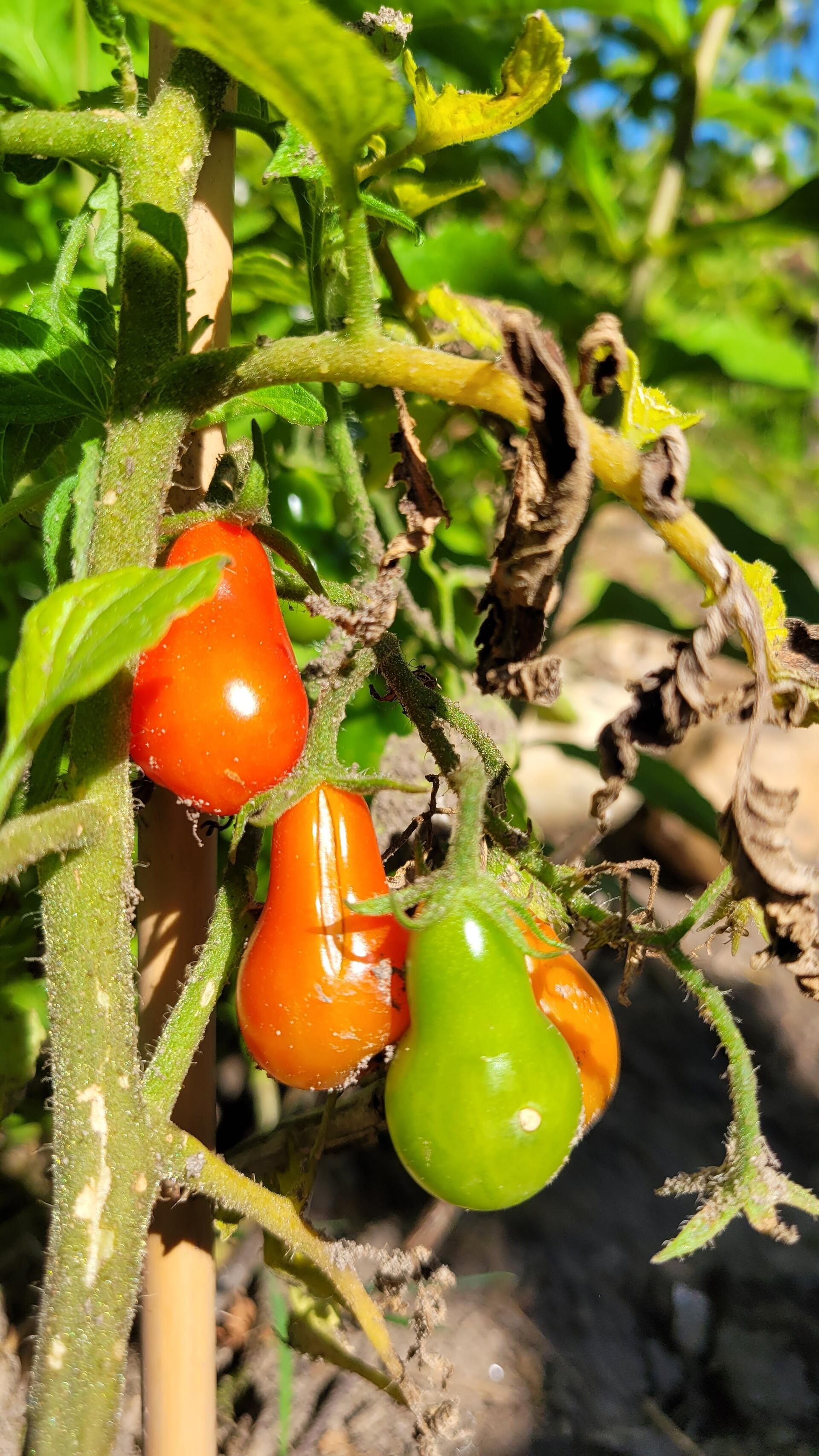 Der Bürgergarten Nordholz ist auch ein Naschgarten. Gerade sind die Tomaten reif.