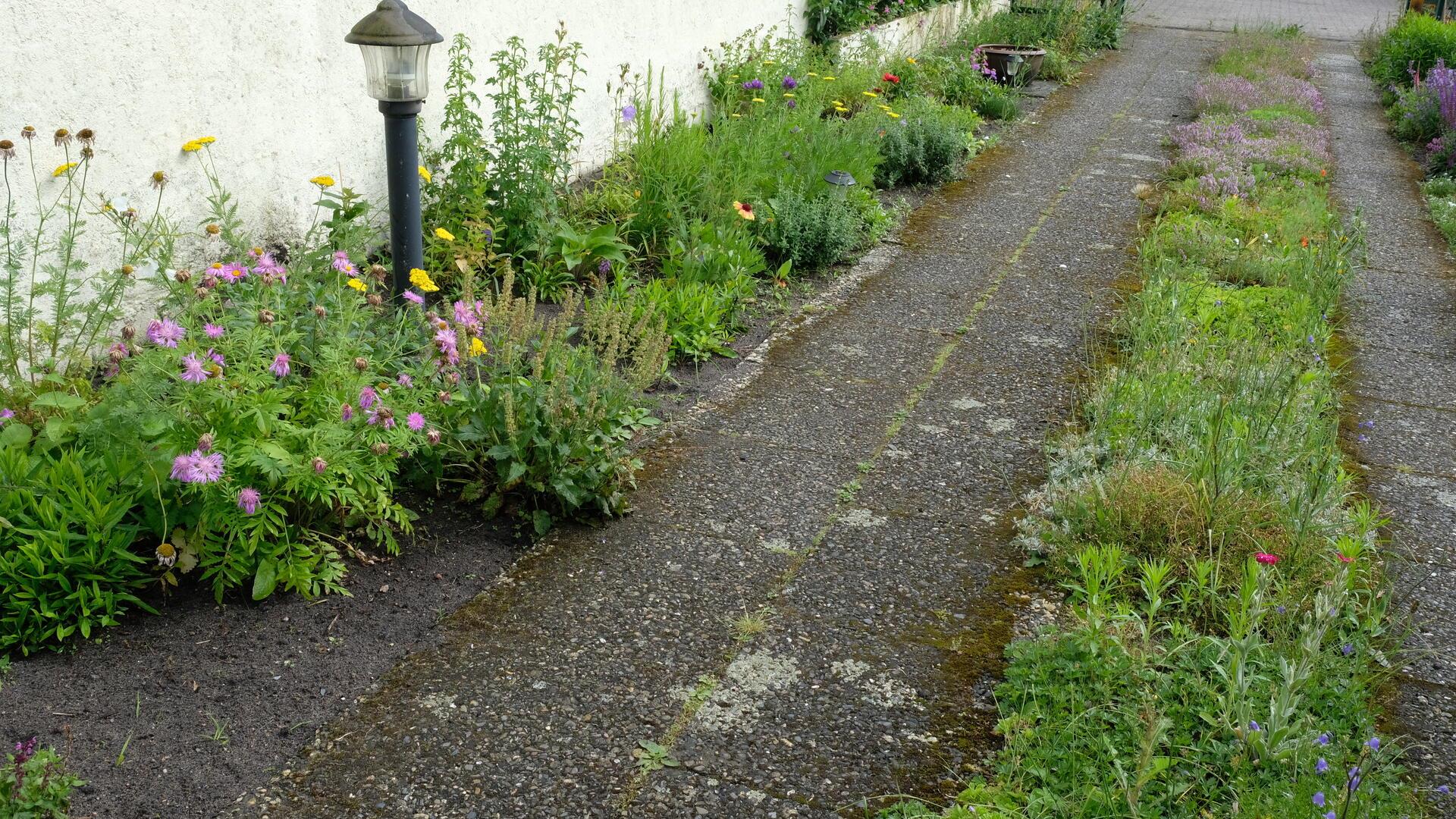 Das Foto zeigt einen "verwilderten" Garten. 