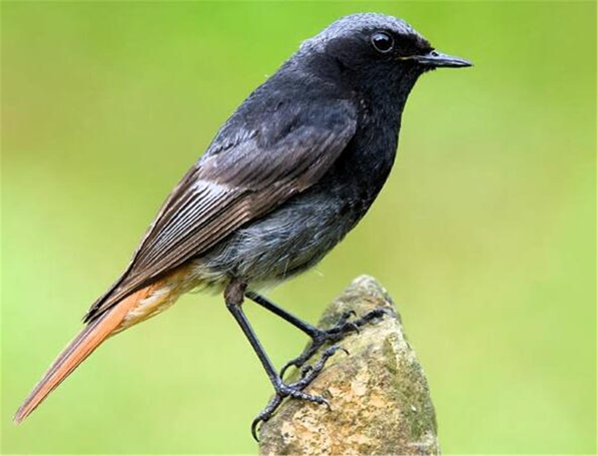 Der Hausrotschwanz ist mit dabei, wenn für den Vogel des Jahres 2025 abgestimmt wird. 